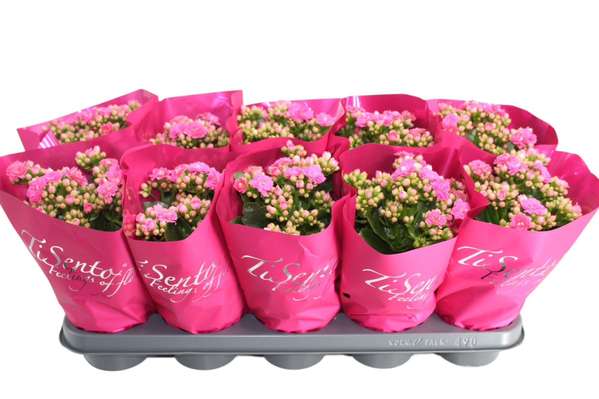 Calandiva 12 cm Roze in Hart Roze hoes, D 12 cm