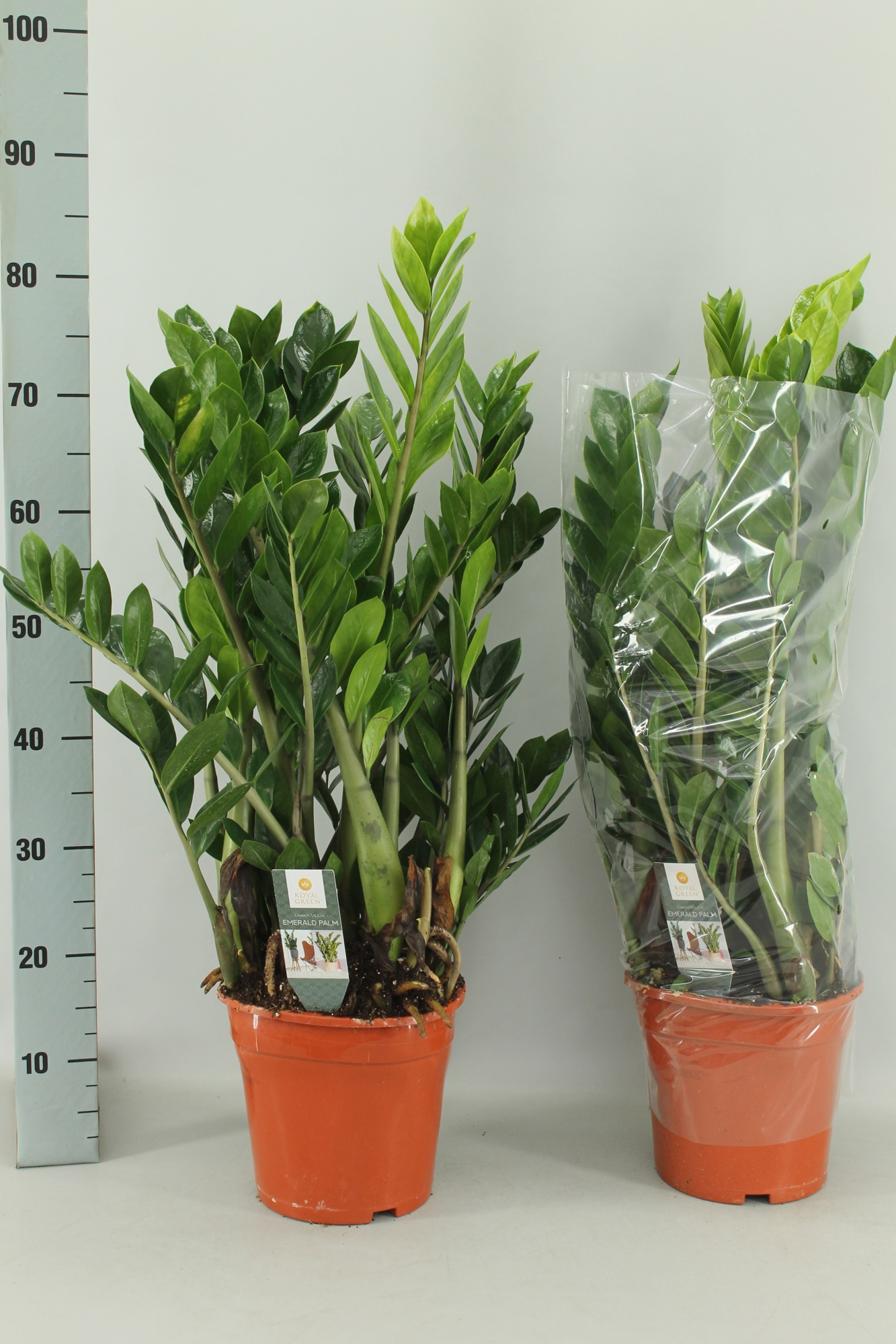 Zamioculcas 21cm, D 21