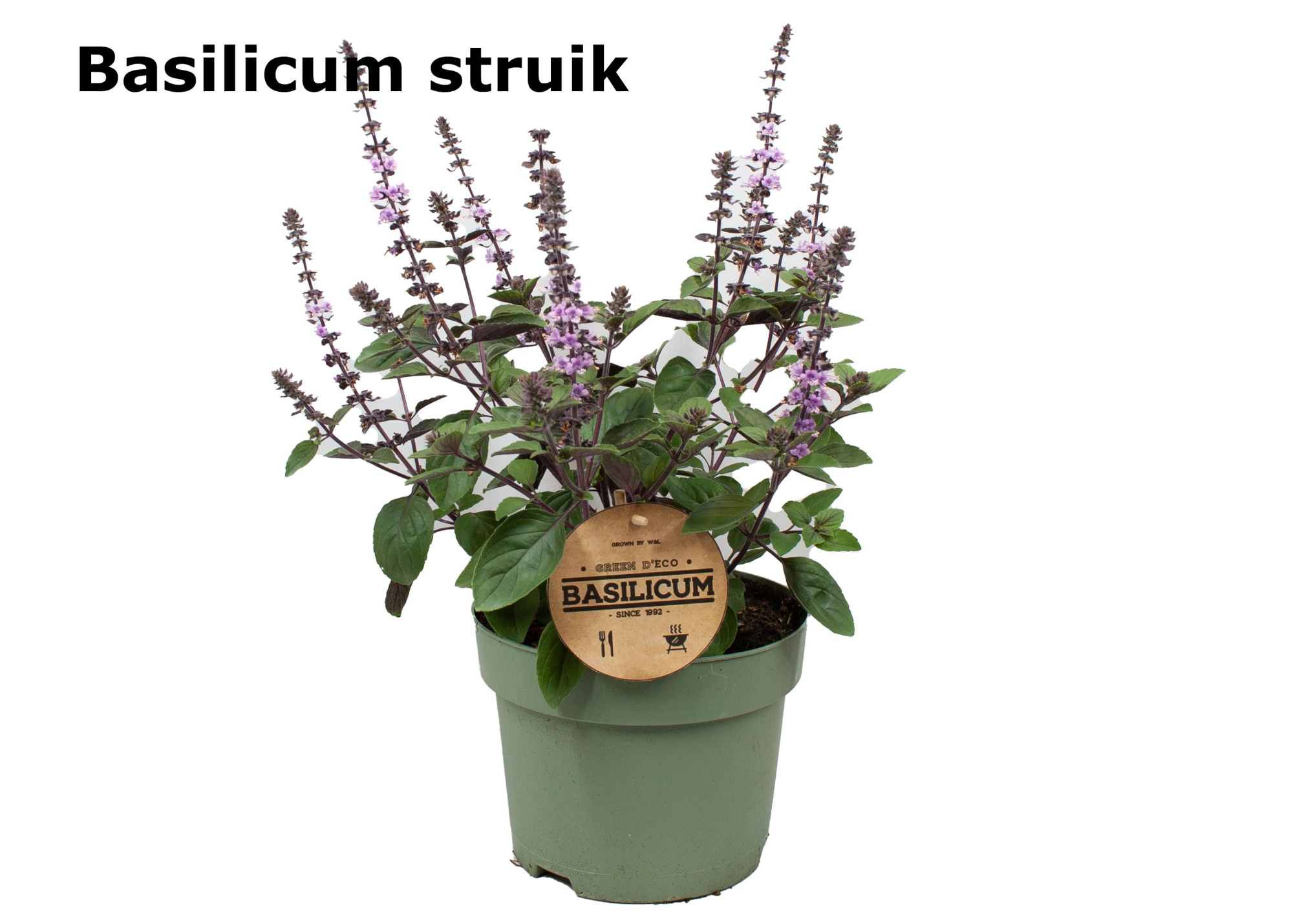 Basilicum struik 19cm, D 19 cm