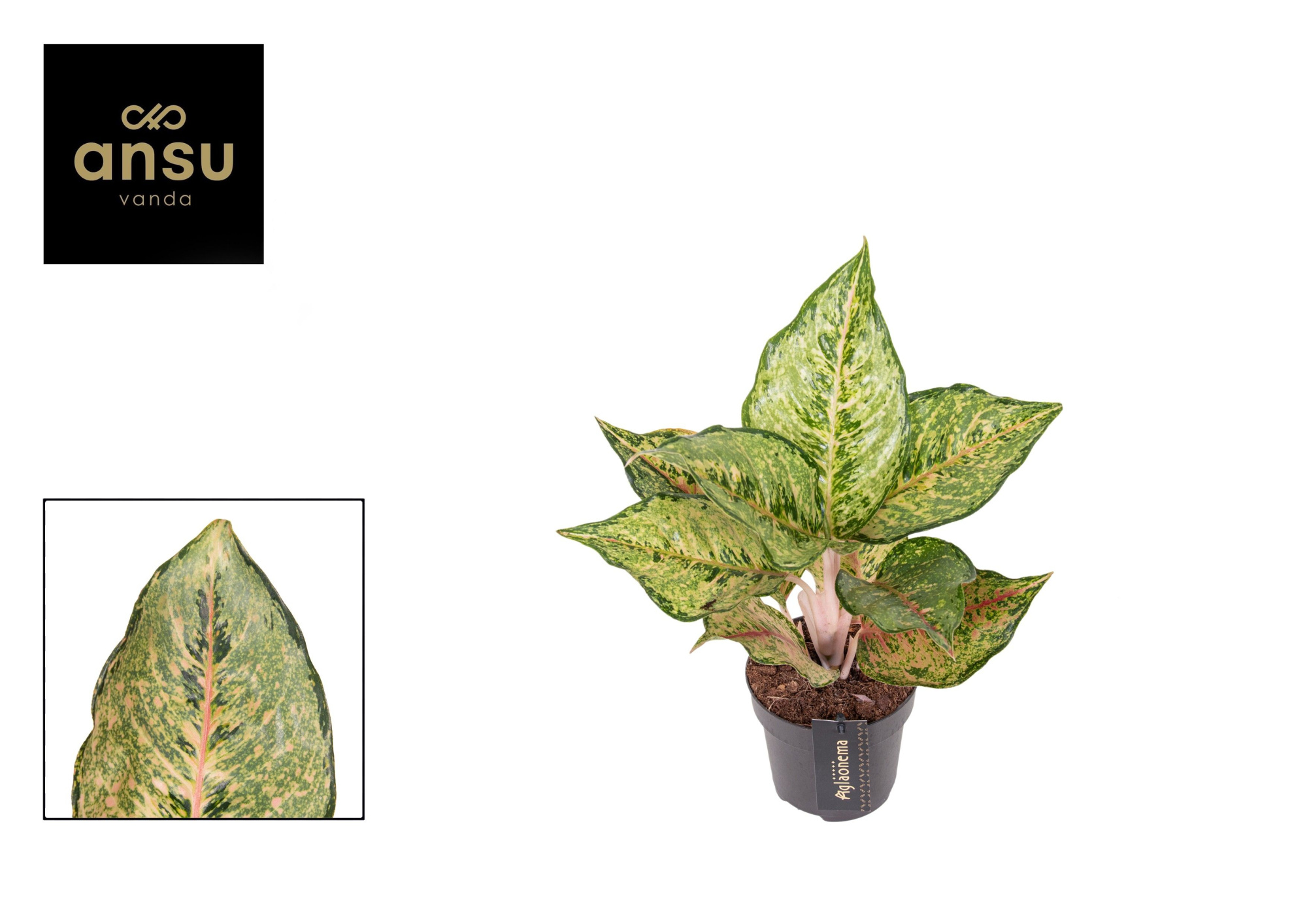 Aglaonema Pistachio Pink, D 12 cm