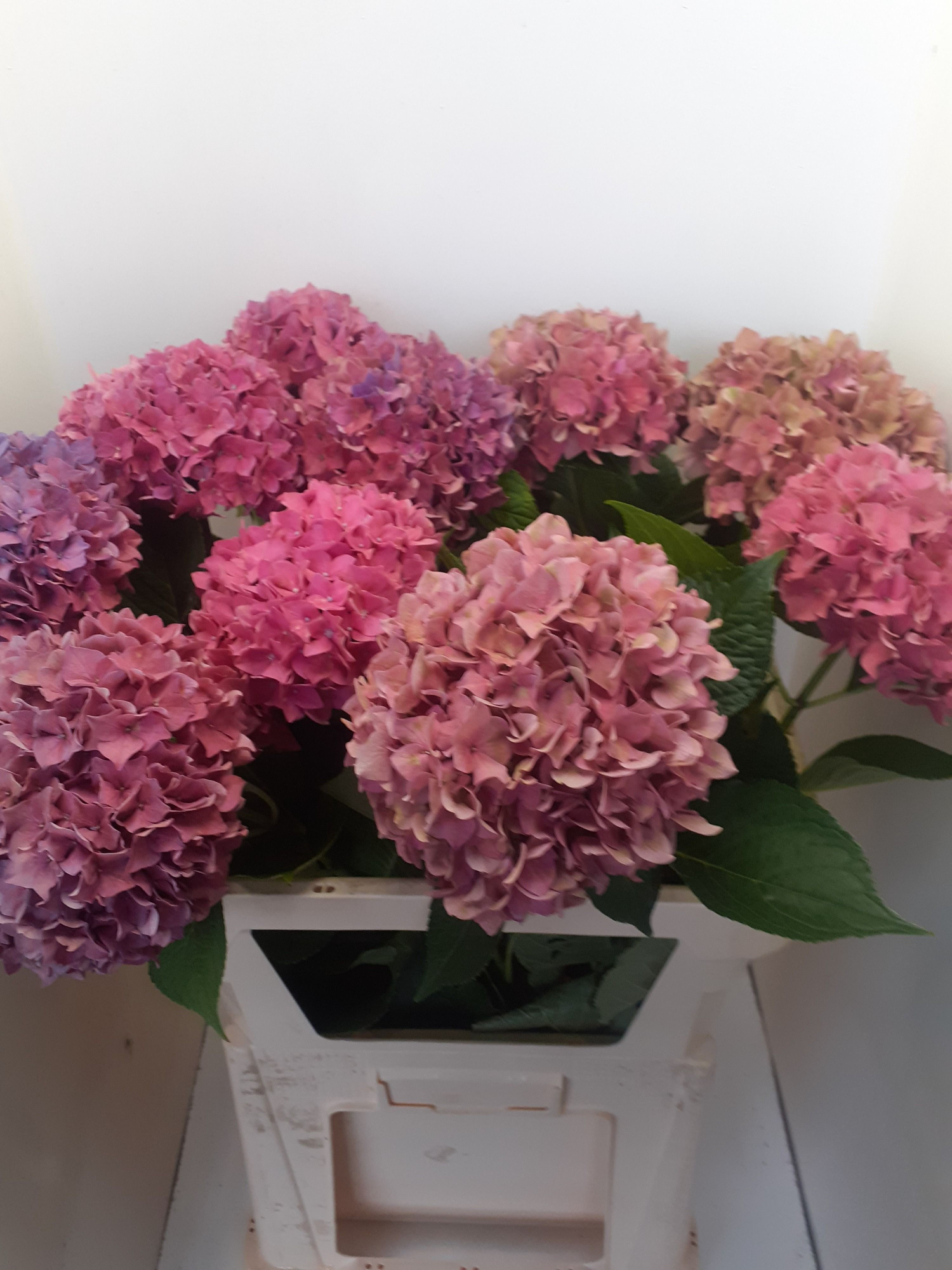 Гортензия Родео Перпл 70, шт.