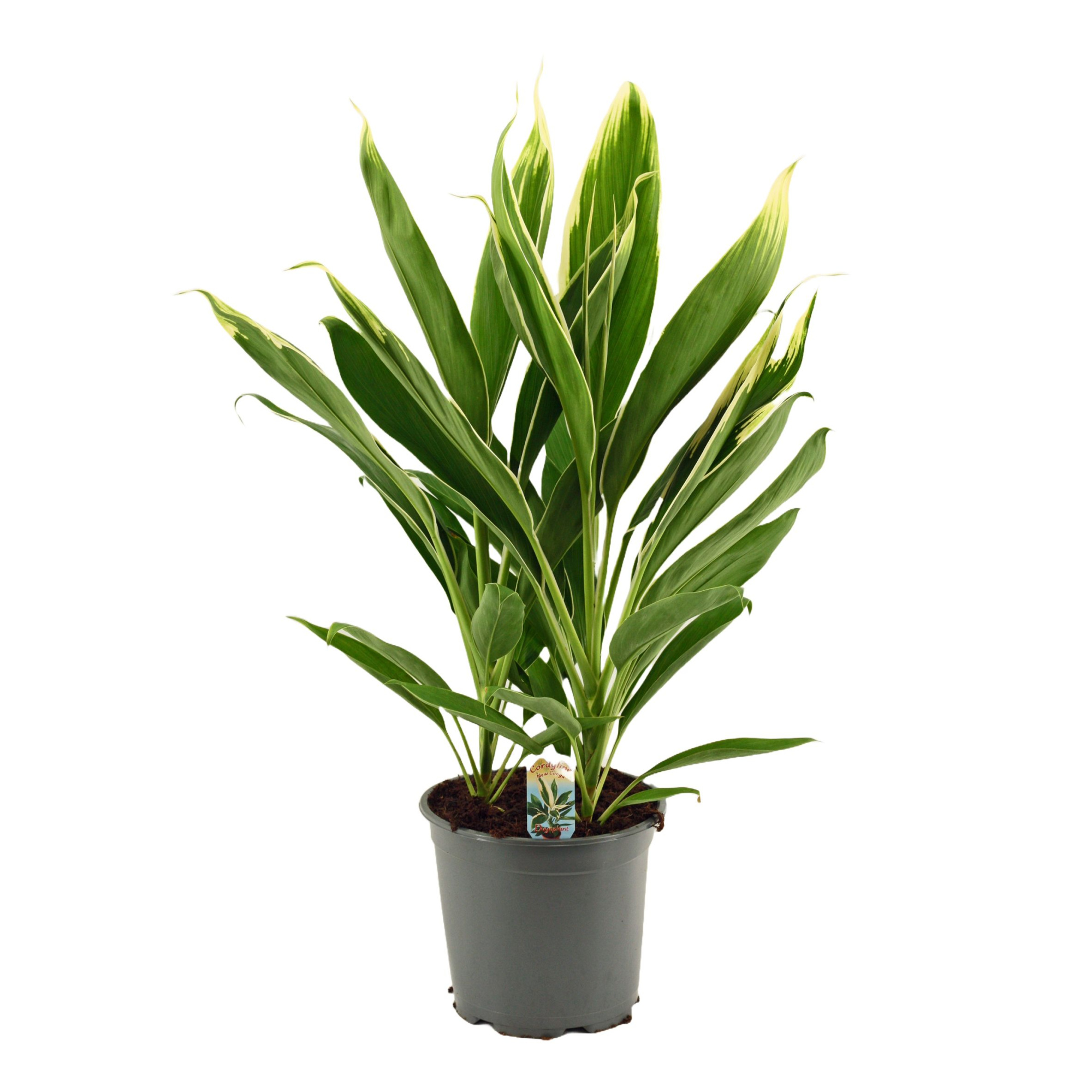 Cordyline New Conga Toef 19 cm, D 19