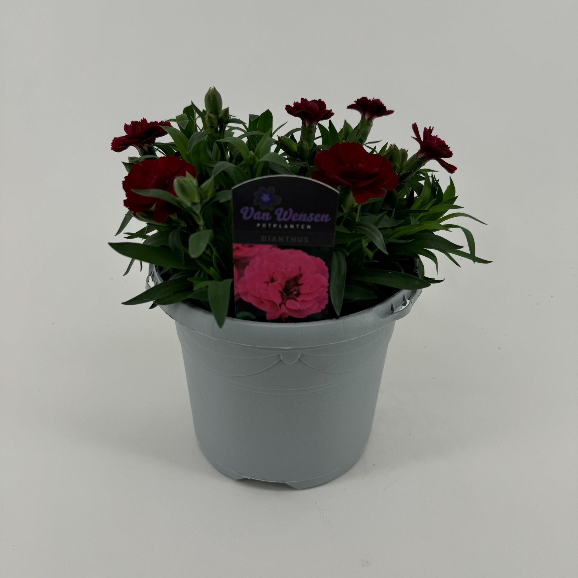 Dianthus 'Oscar' Cherry, D 17 cm