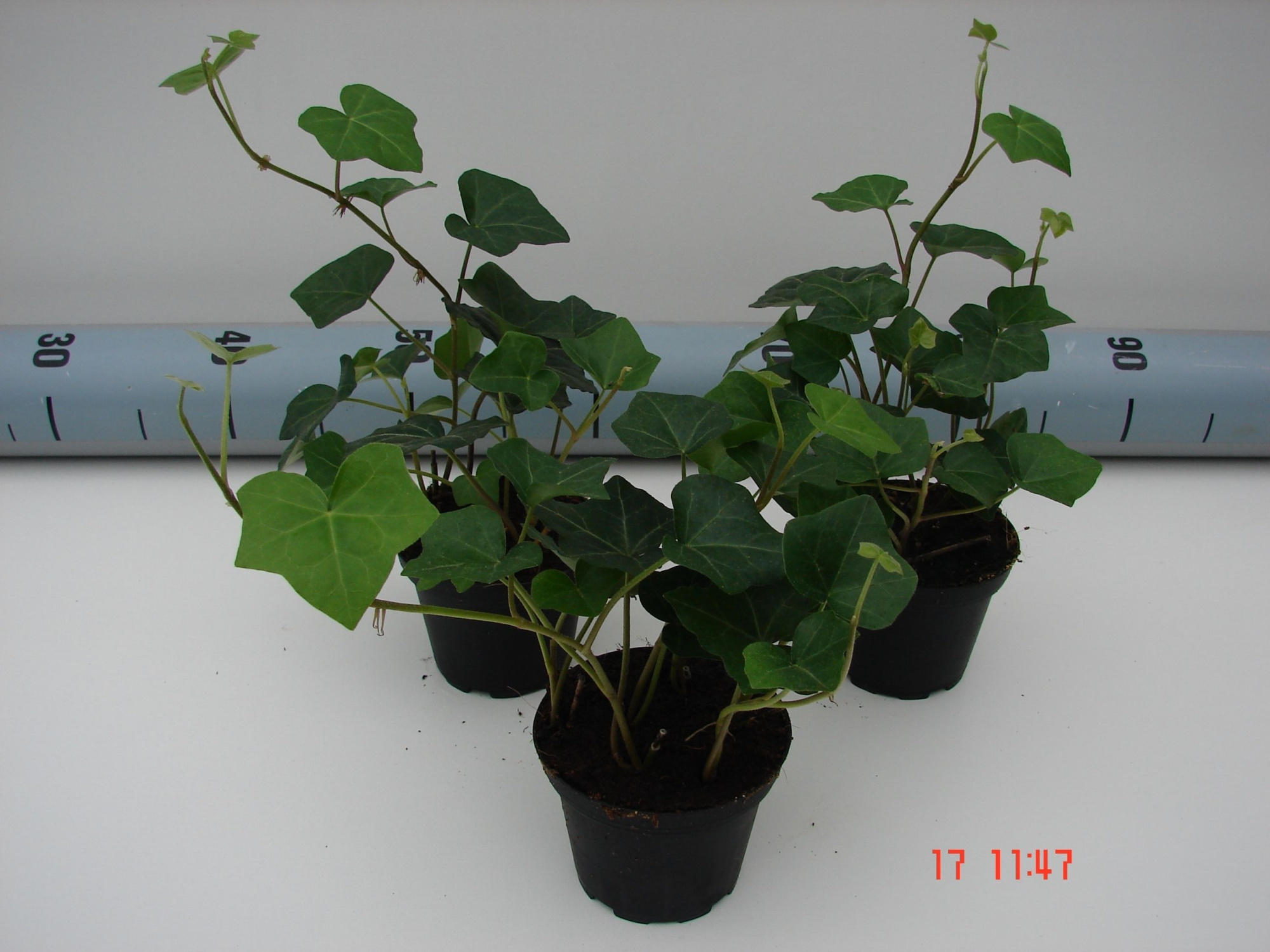 Hedera Hibernica P9, D 9