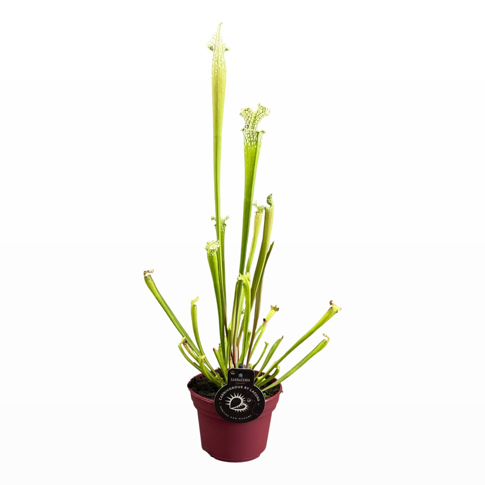 Sarracenia Leucophylla 12 cm, D 12