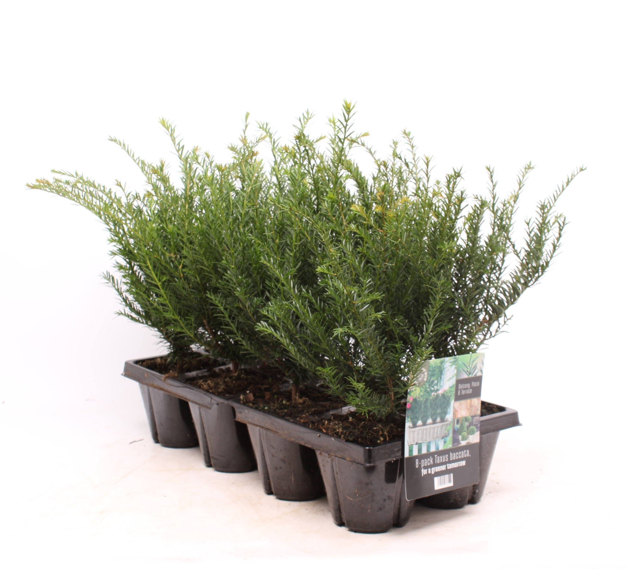 8-pack Taxus baccata, D 13