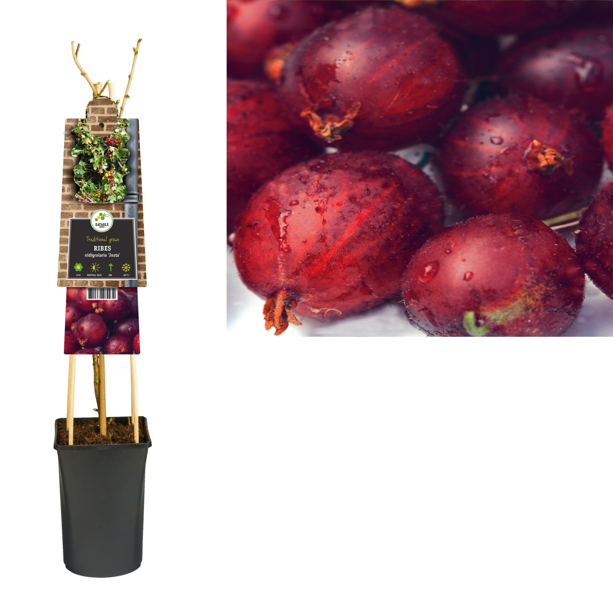 Ribes nidigrolaria 'Josta' +3.0 label, D 17 cm