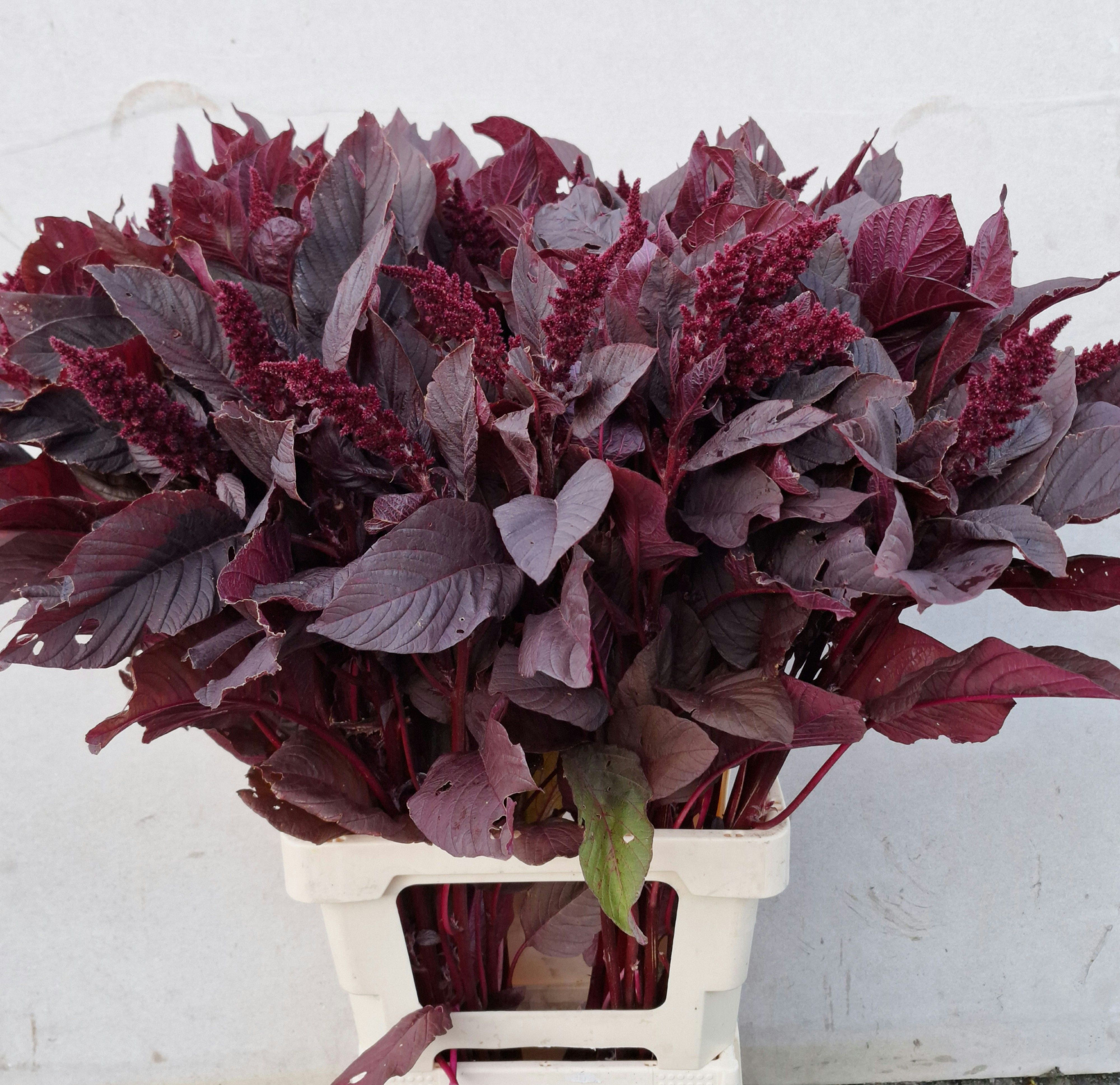 Амарантус Круентус Вельвет 80, шт.