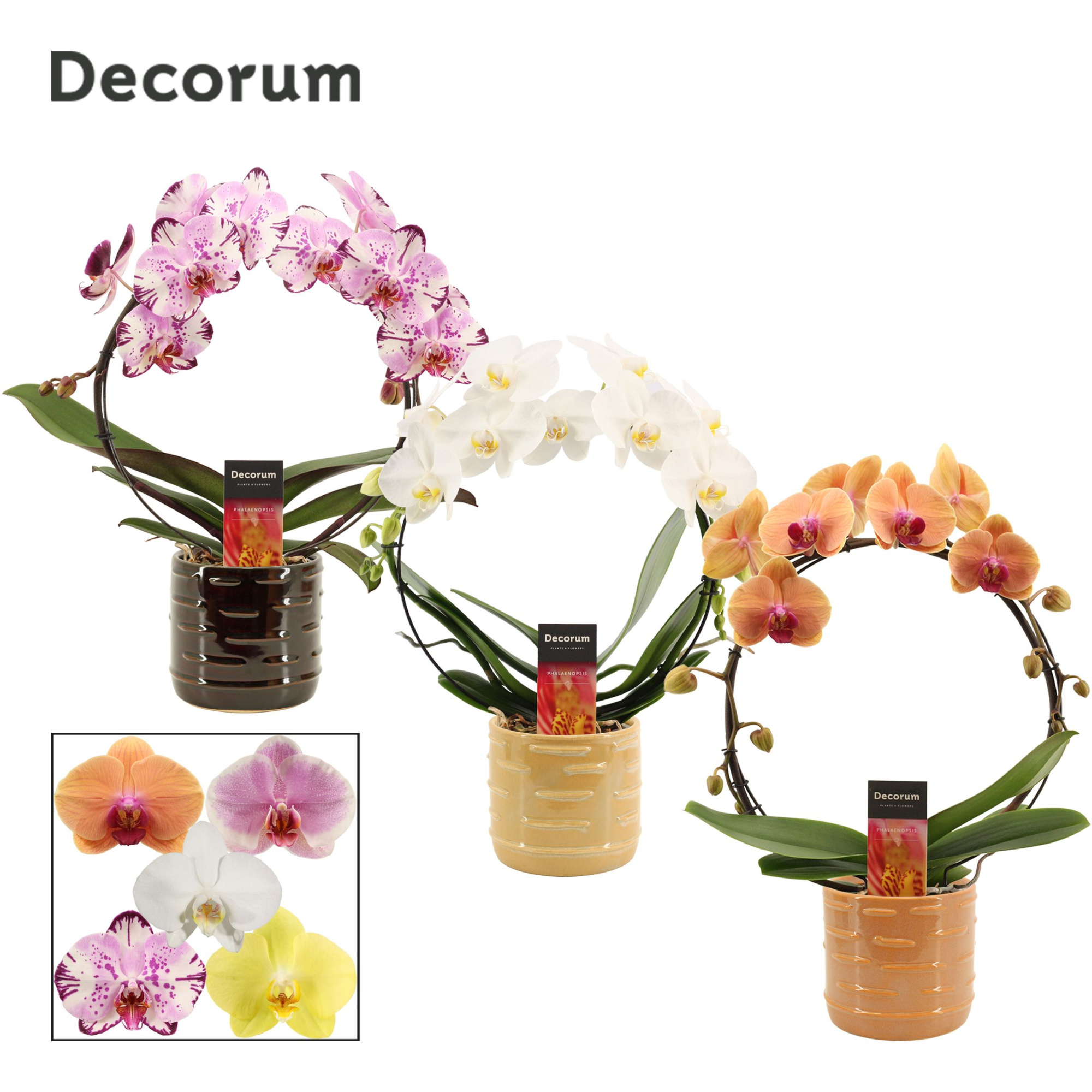 Phalaenopsis boog mix in Lois (Deco-collection), D 12 cm