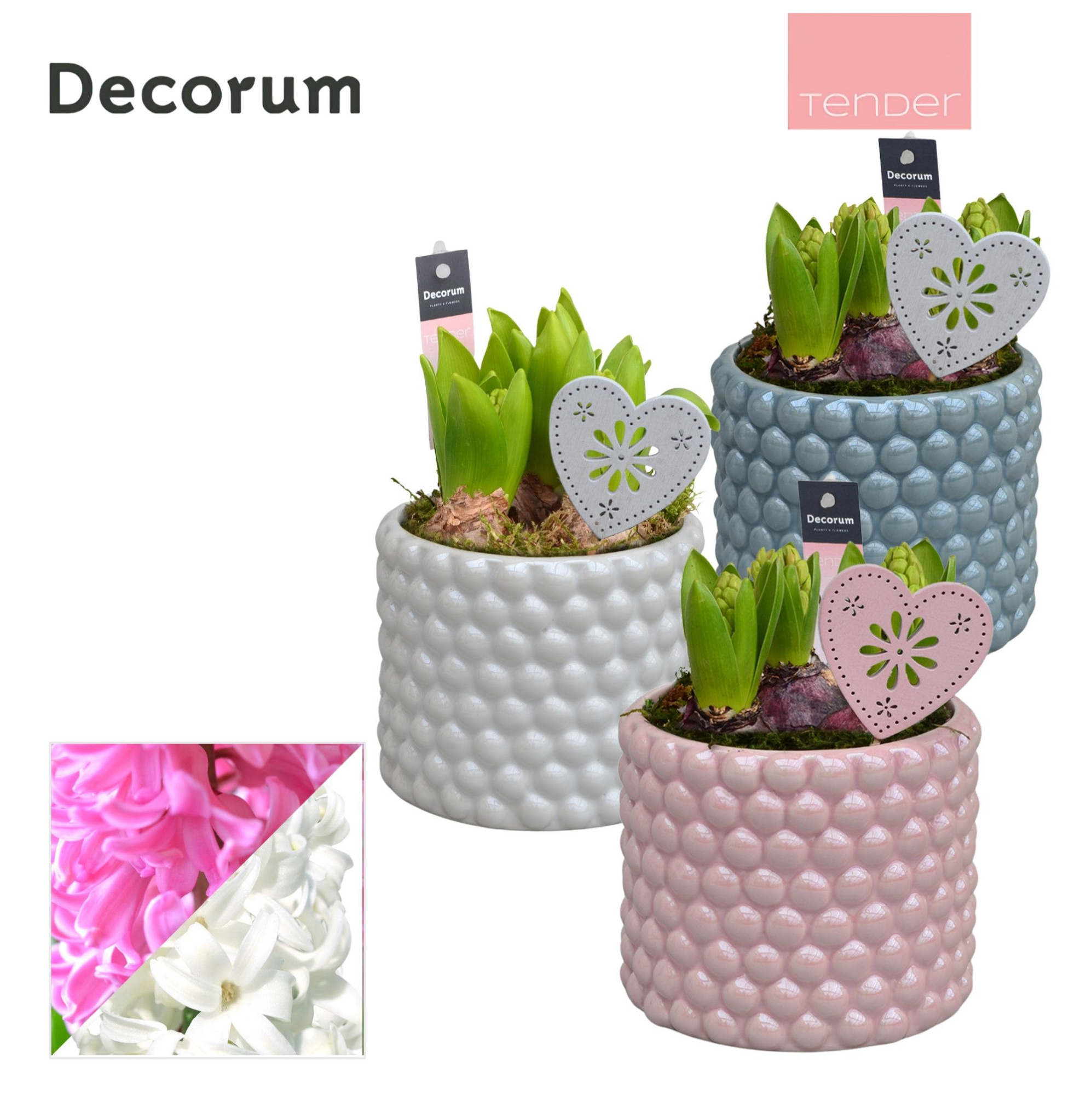 Hyacint Perla HL14424 [TENDER], D 13