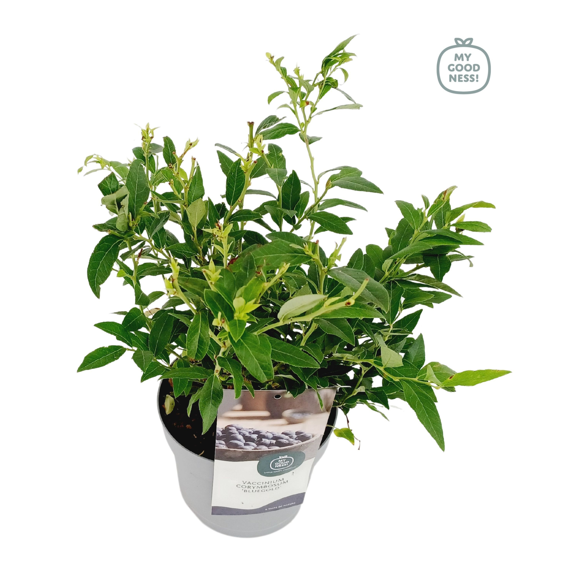 Vaccinium 20cm /2 liter 'Bluegold', D 17 cm