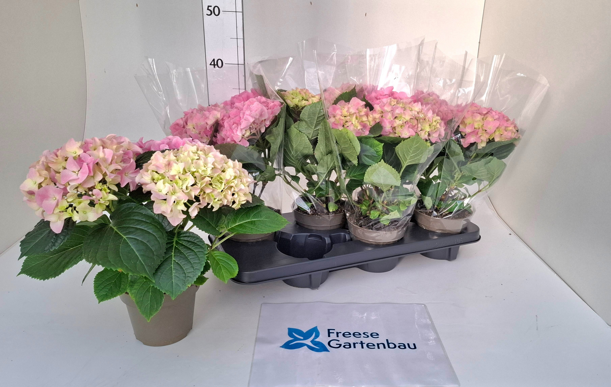 Hydrangea macropyhlla, D 13