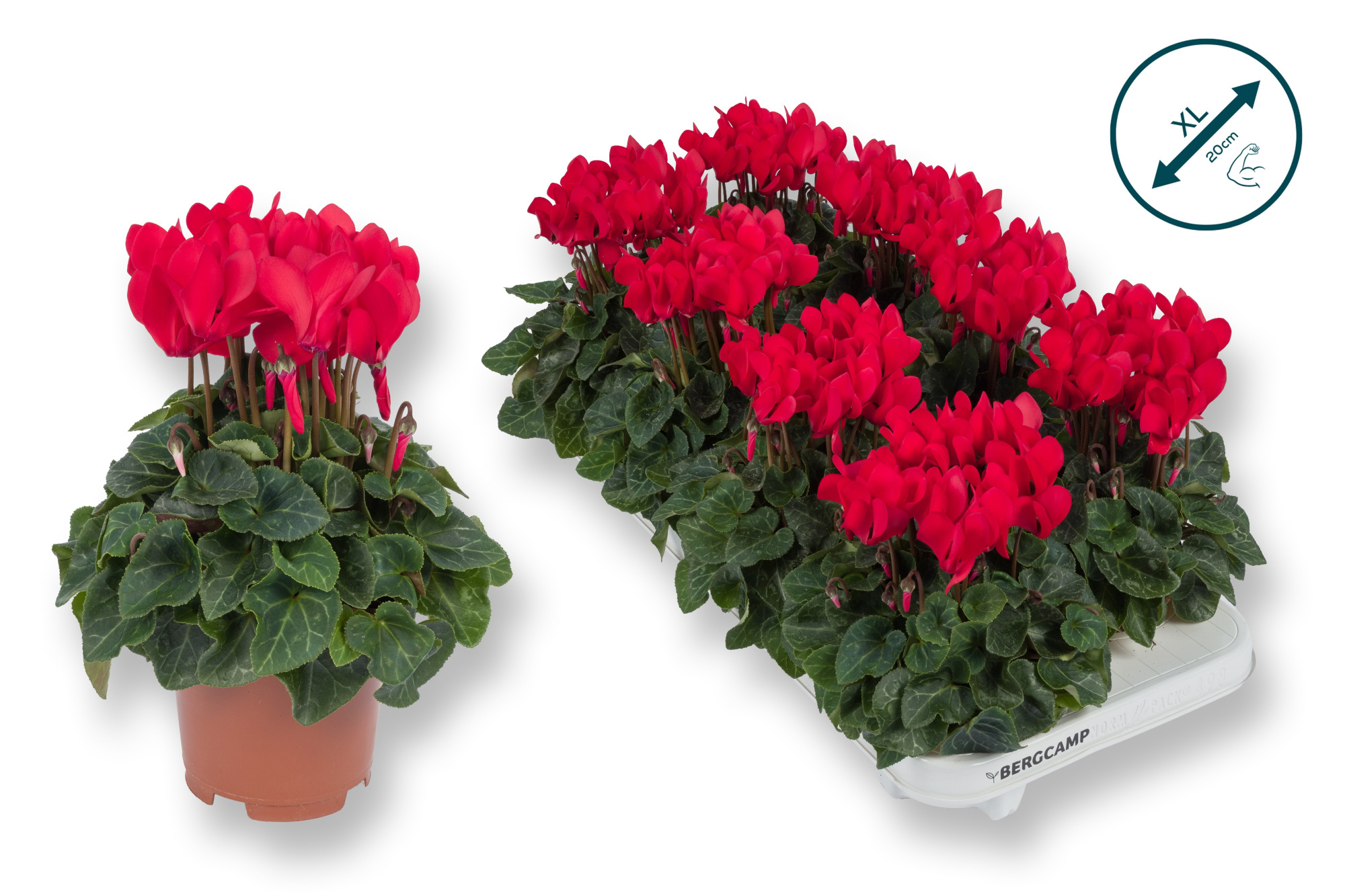 Cyclaam-XL-ROOD, D 10,5