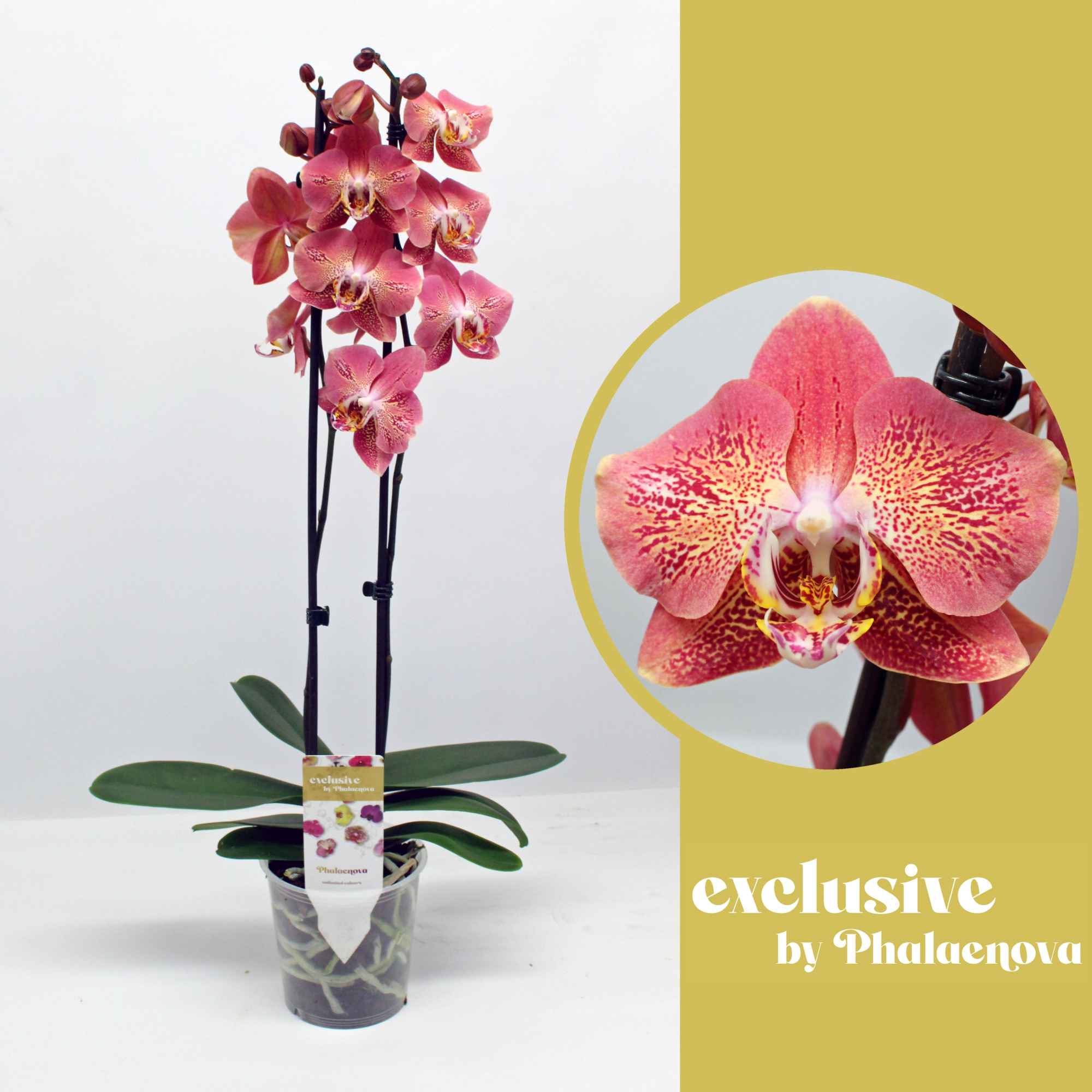 Dragon Heart 55cm (RIJP), D 12