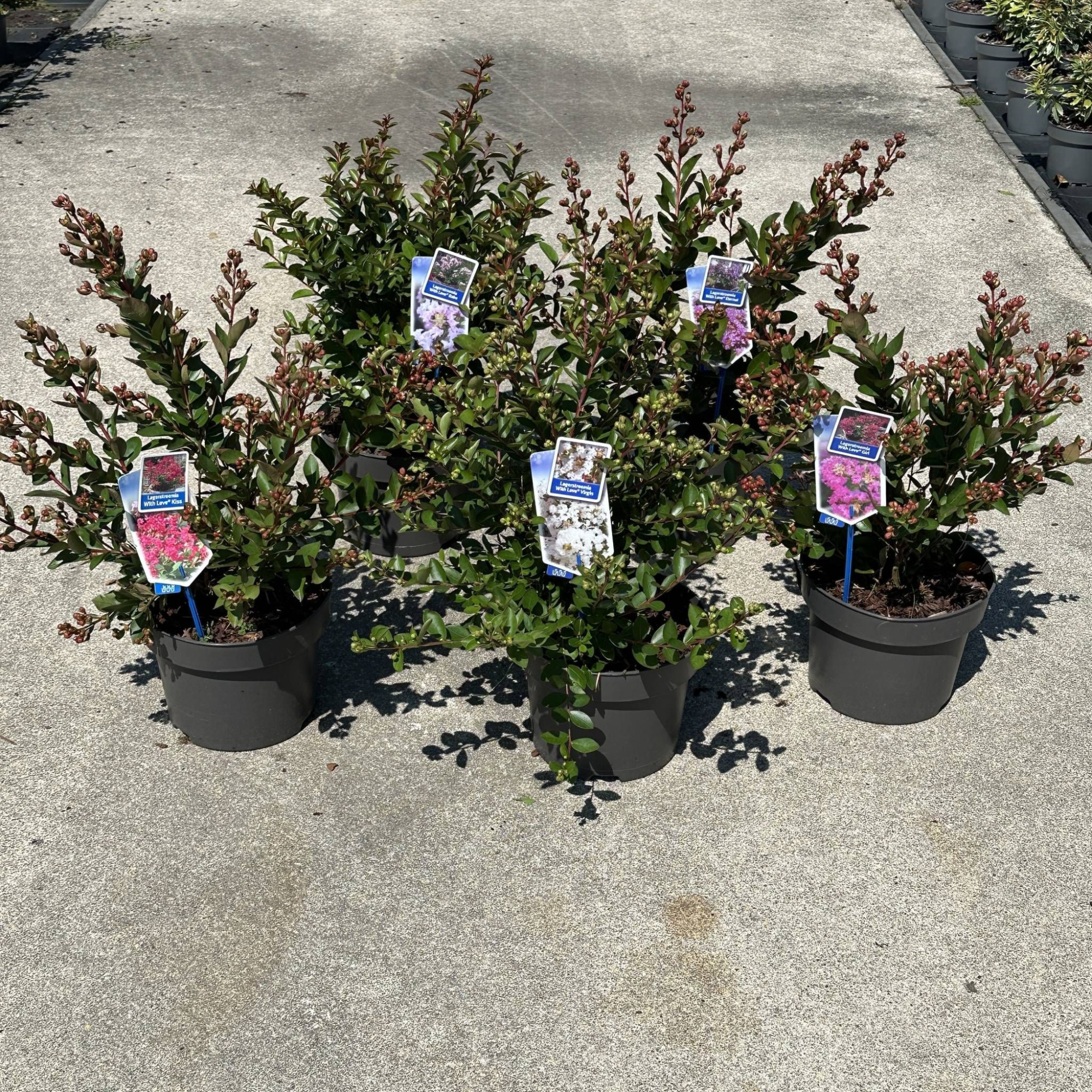 Lagerstroemia indica With Love mix (minimum order one layer), D 23 cm