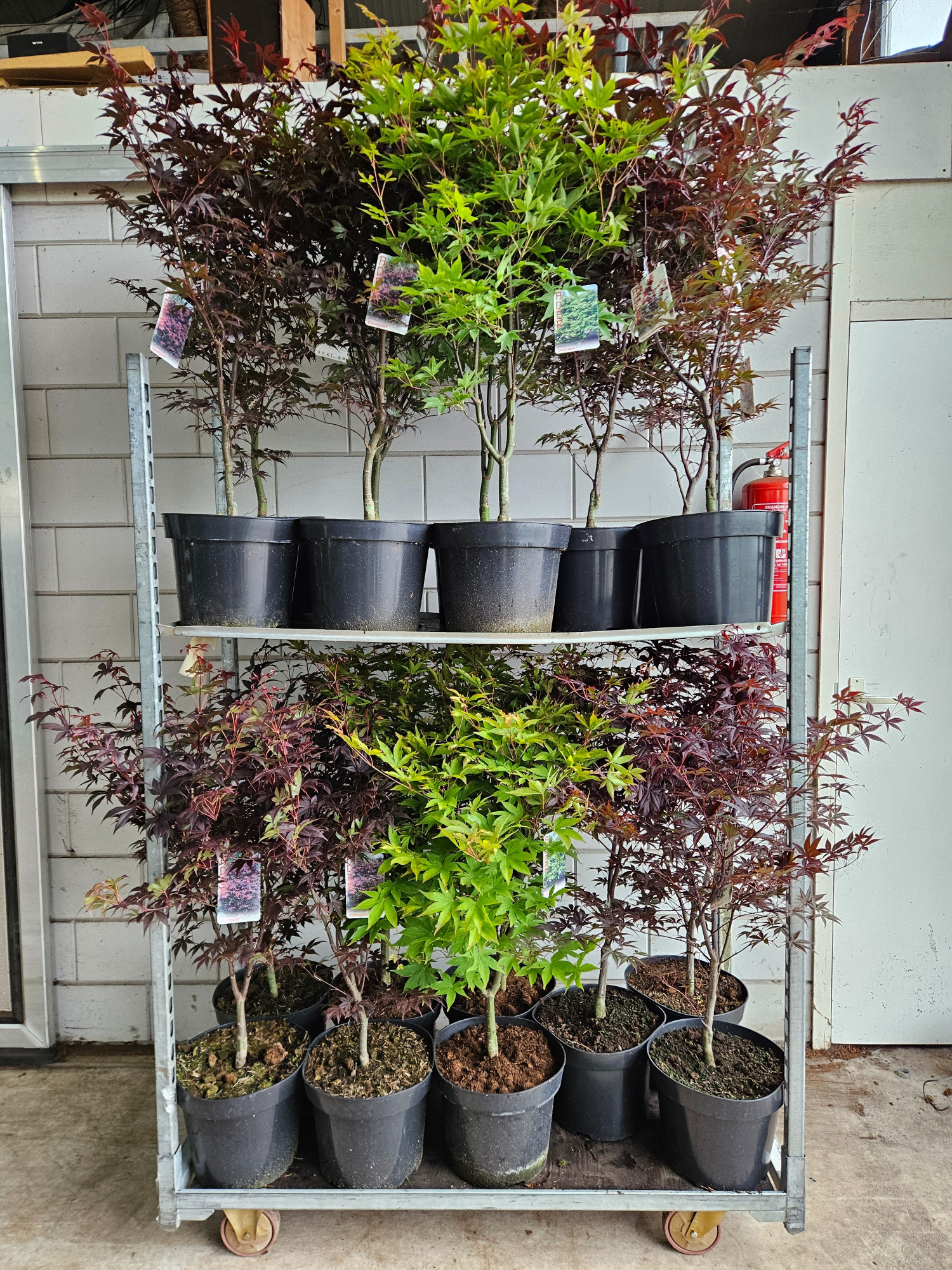 Acer palmatum MIX 'Bloodgood', 'Osakazuki', 'Red Emperor', D 31 cm