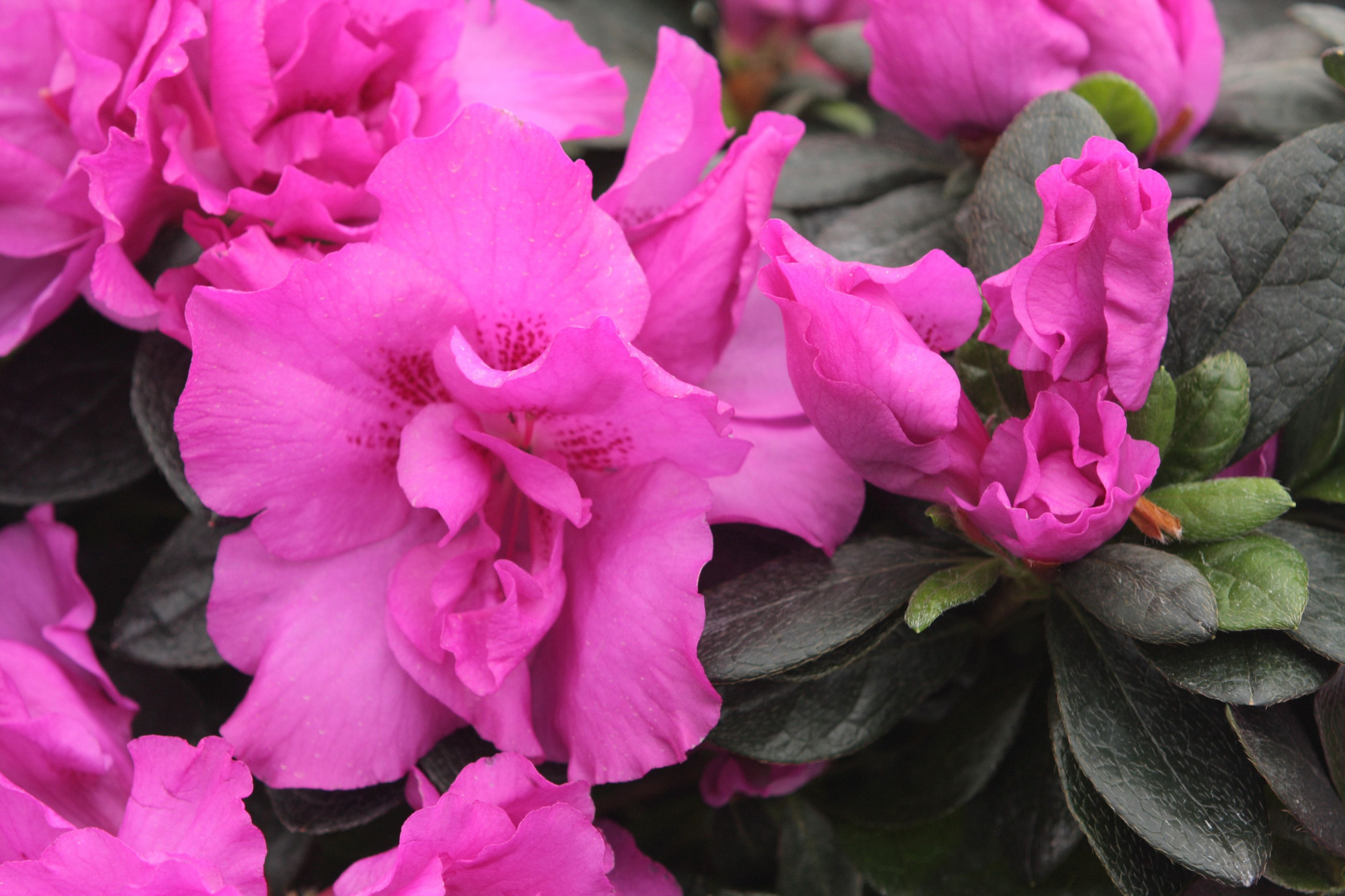 Rhododendron simsii T14 ⌀22-25 purple, D 14