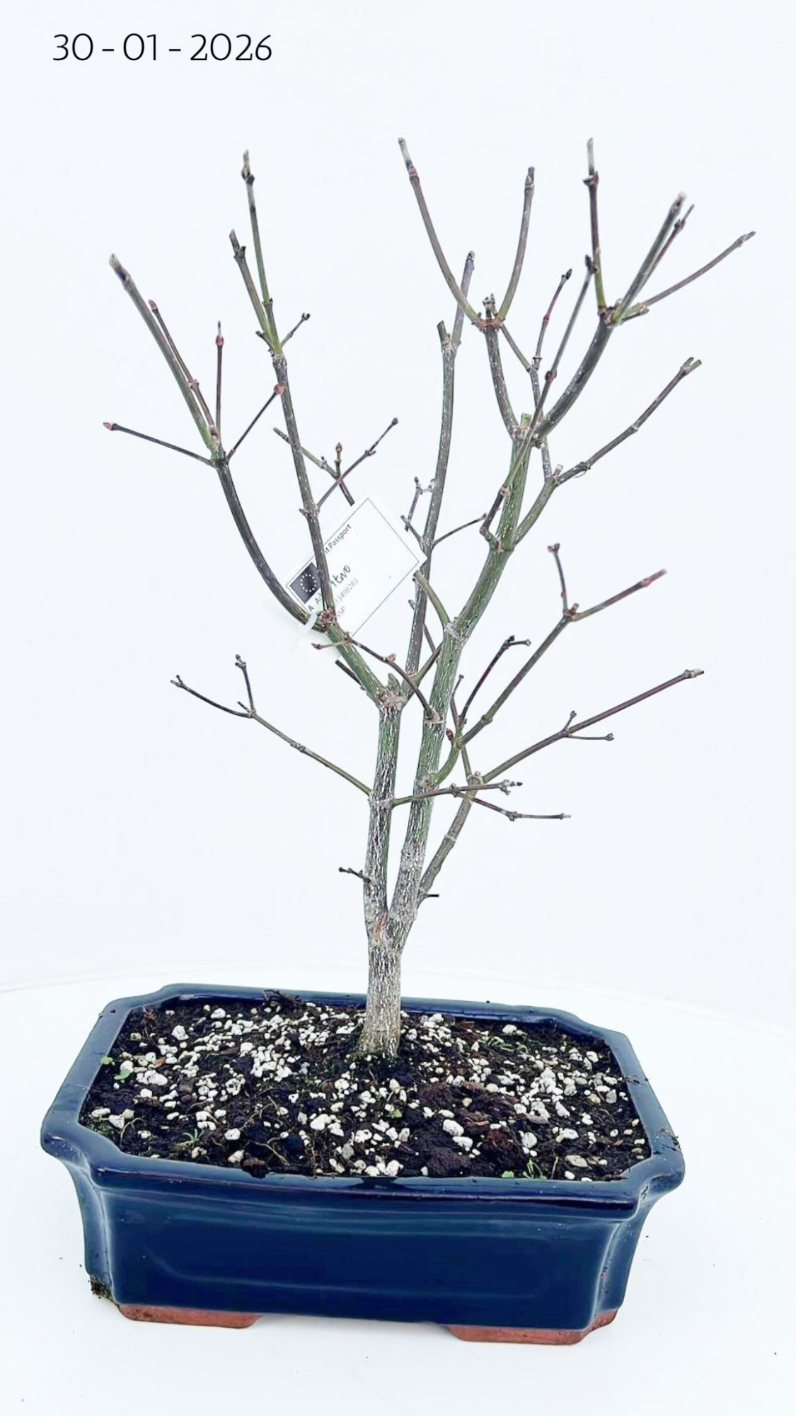 Acer palmatum atropurpureum, pot 25cm., D 26