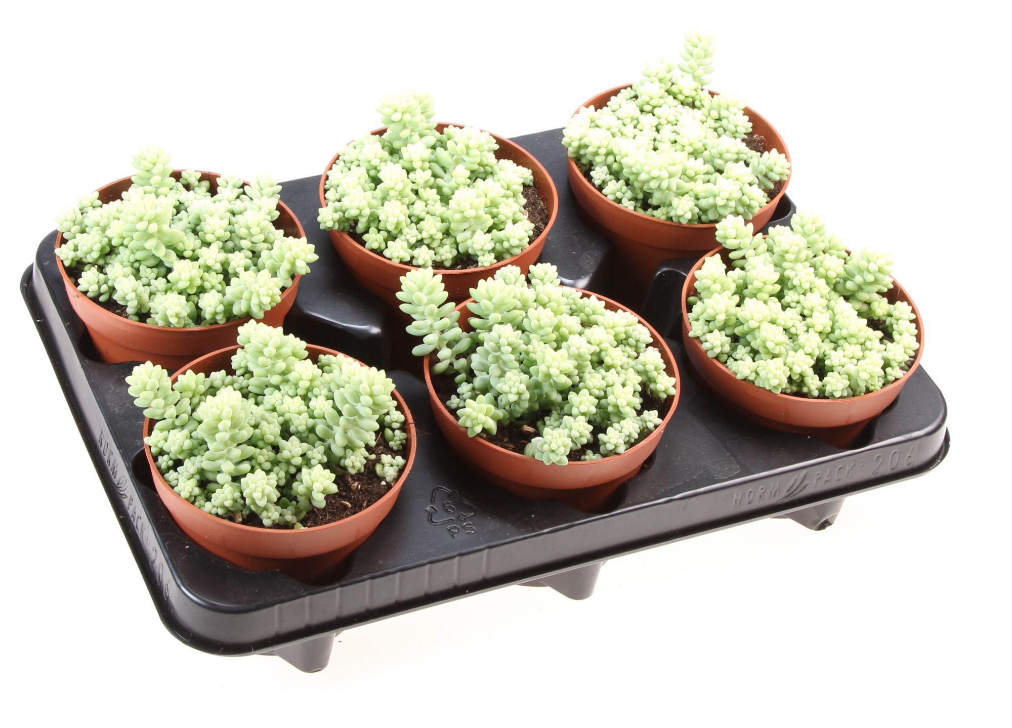 Sedum Burrito, D 12 cm