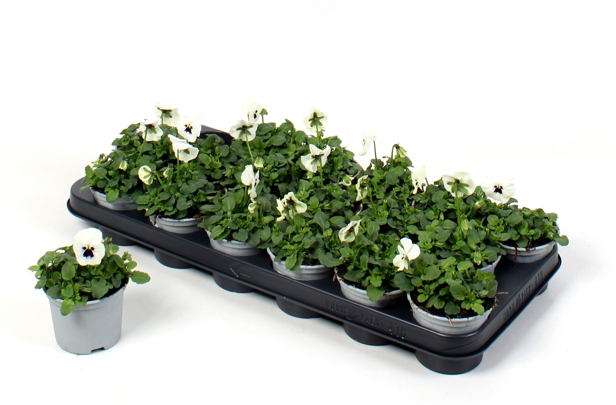 Viola Cornuta White (viool), D 9