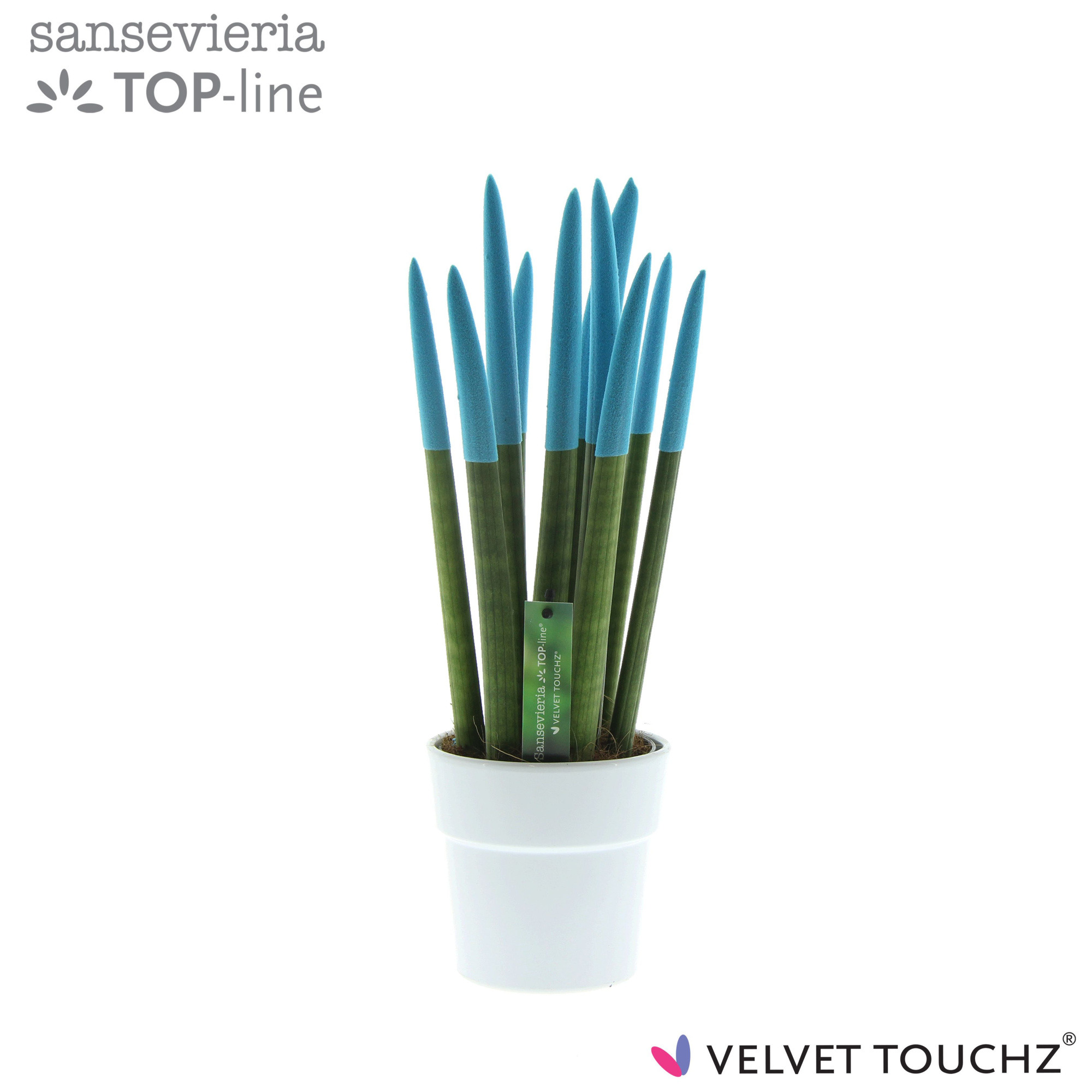 Sansevieria VELVET TOUCHZ® Aqua in keramiek Edel wit, D 12 cm