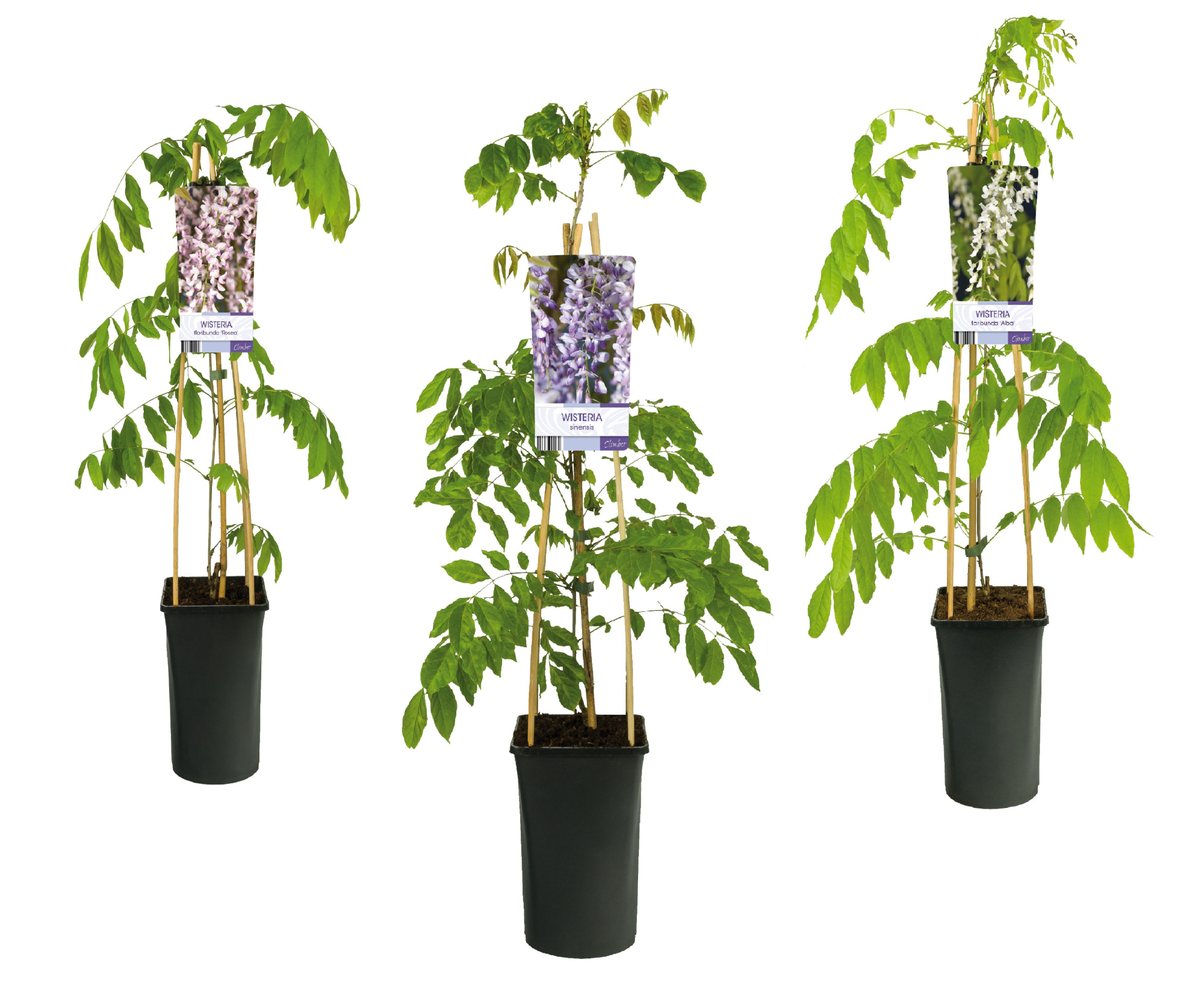 Mixshelf Wisteria +light label, D 17 cm