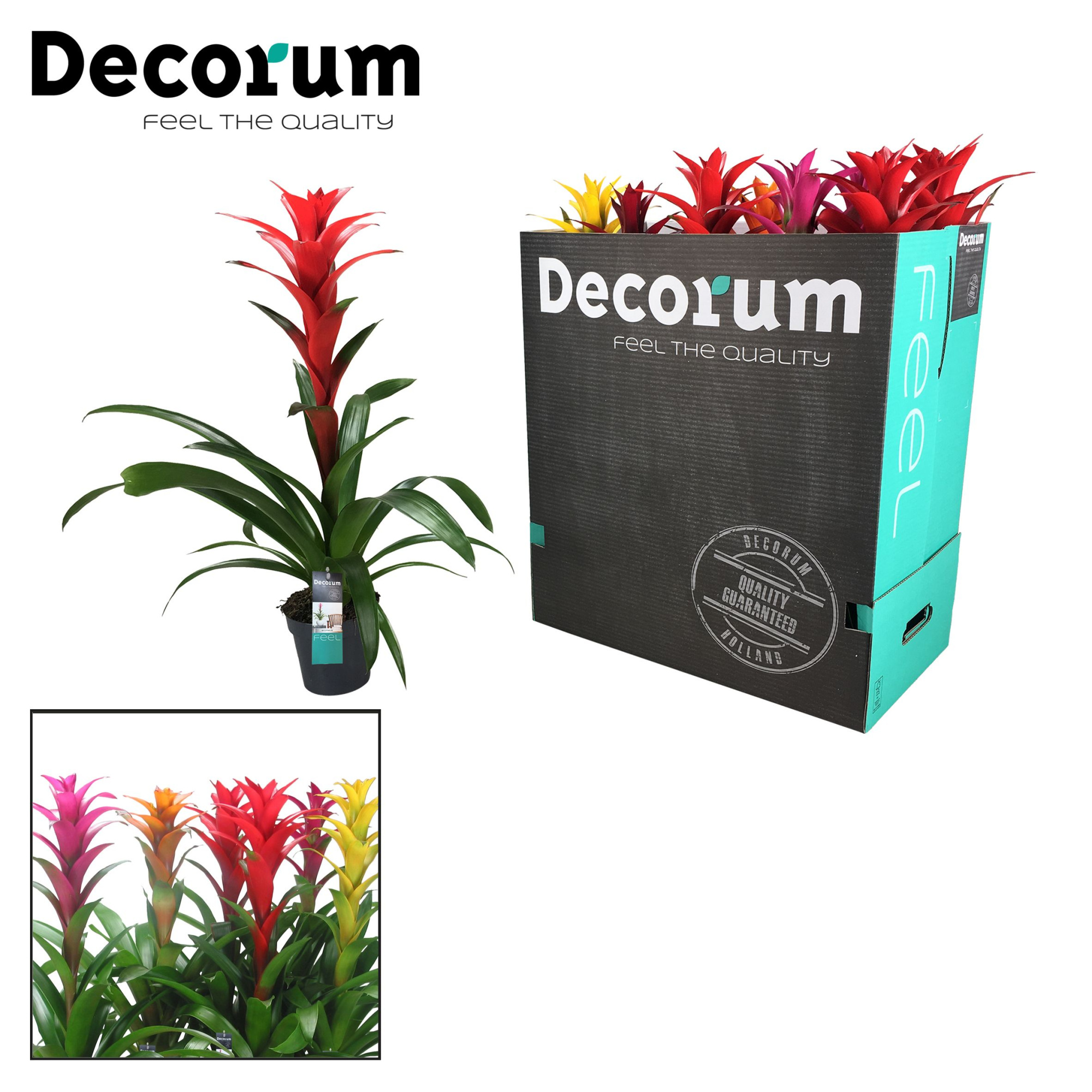 Guzmania Maxima mix XXL (Decorum), D 13 cm