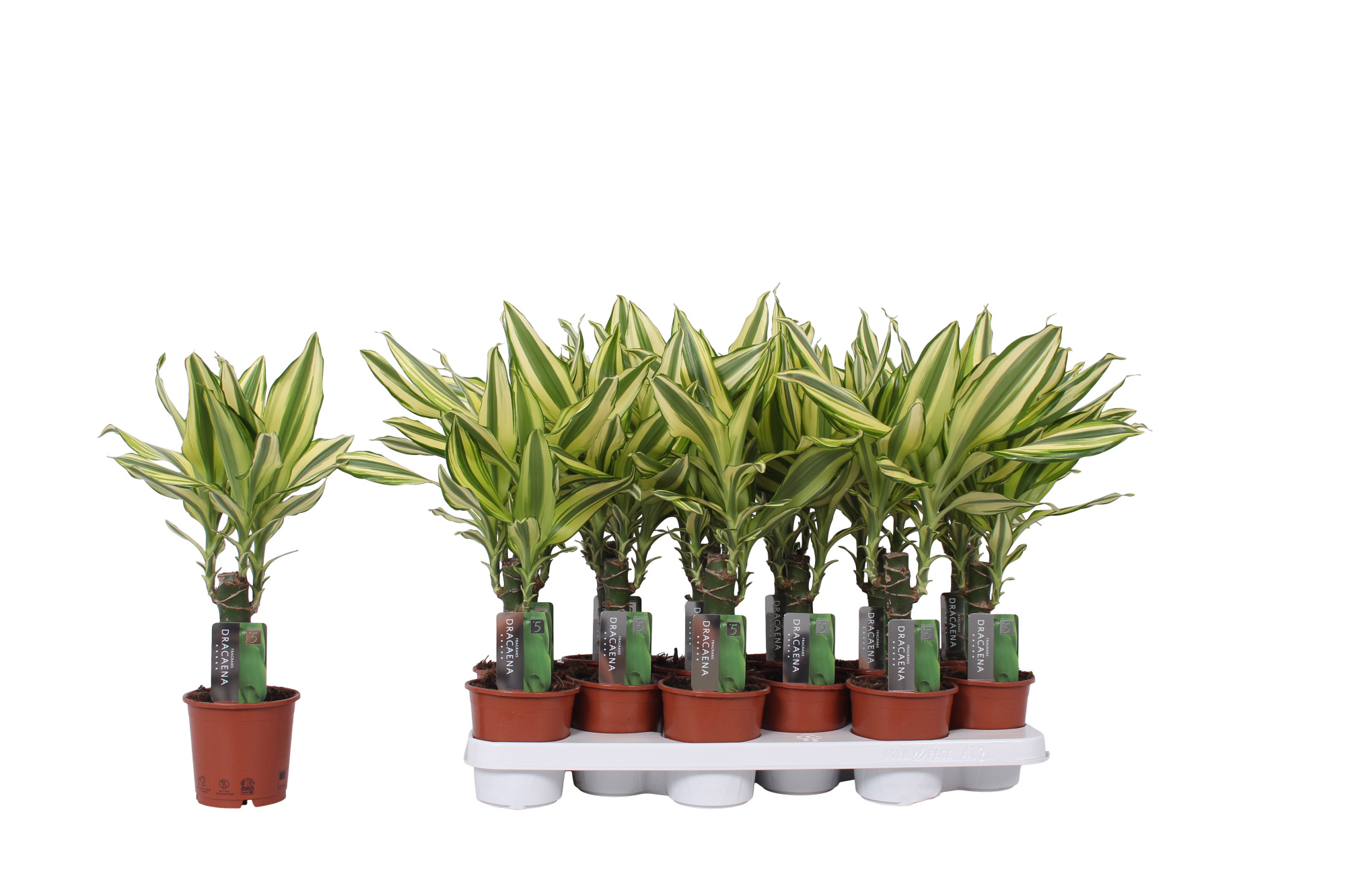 Dracaena Yellow Coast, 11 cm pot, D 11 cm