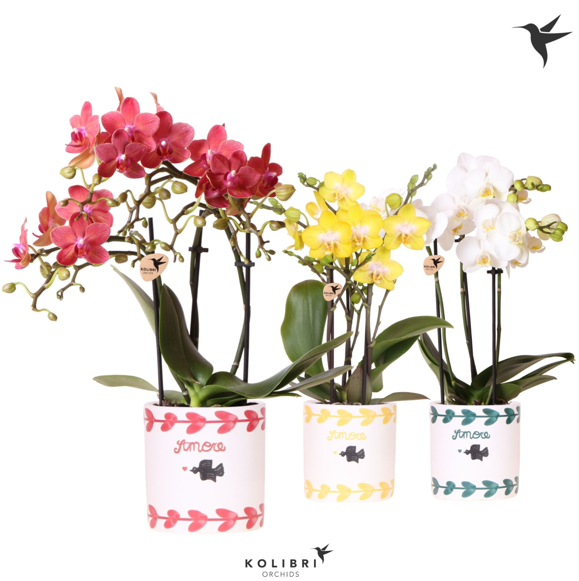 Kolibri Orchids Phalaenopsis mix 3 spike in Amore pot mix, D 9