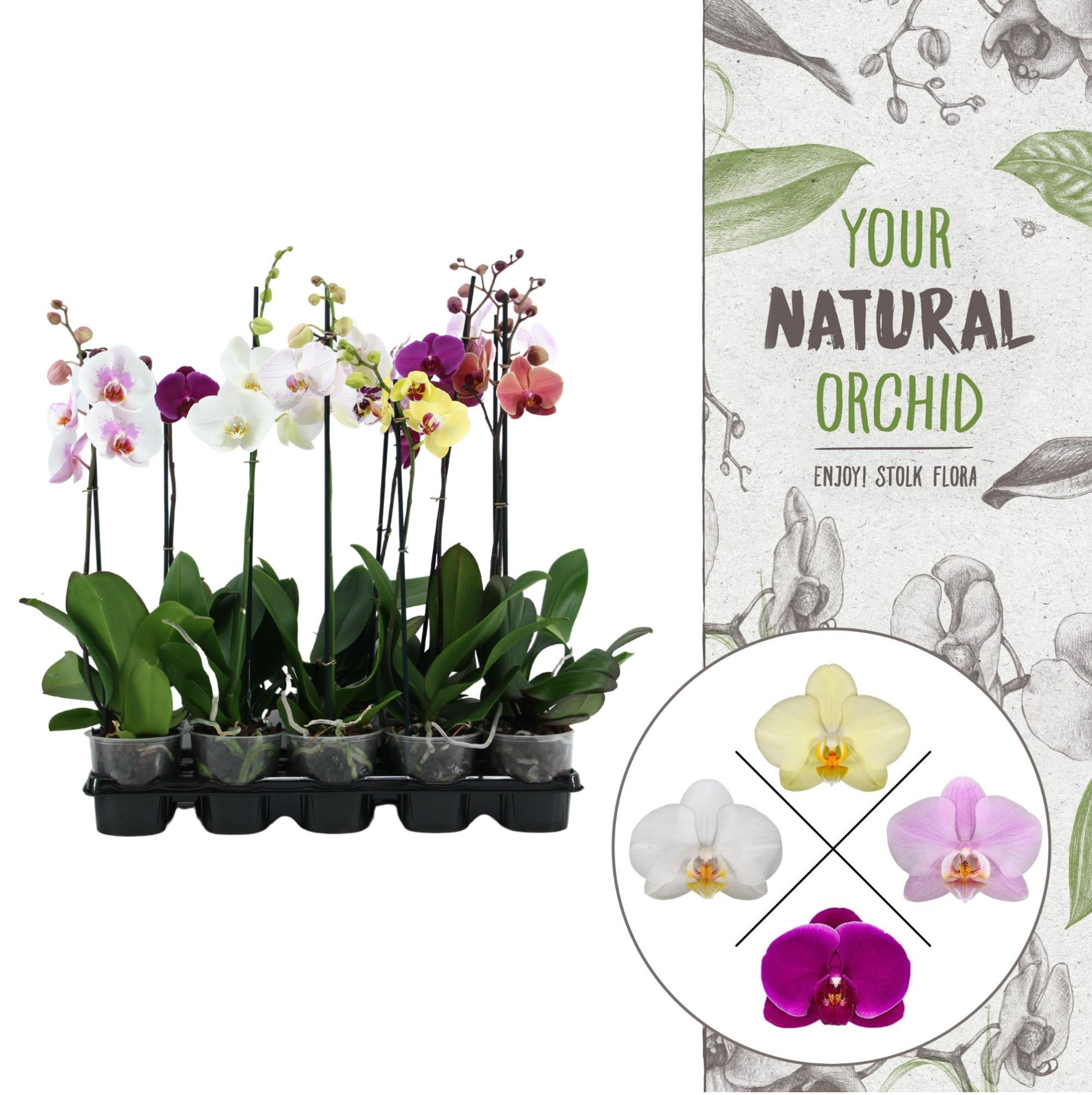 Your Natural Orchid | Mix 65cm | Phalaenopsis 1 spike, D 12 cm