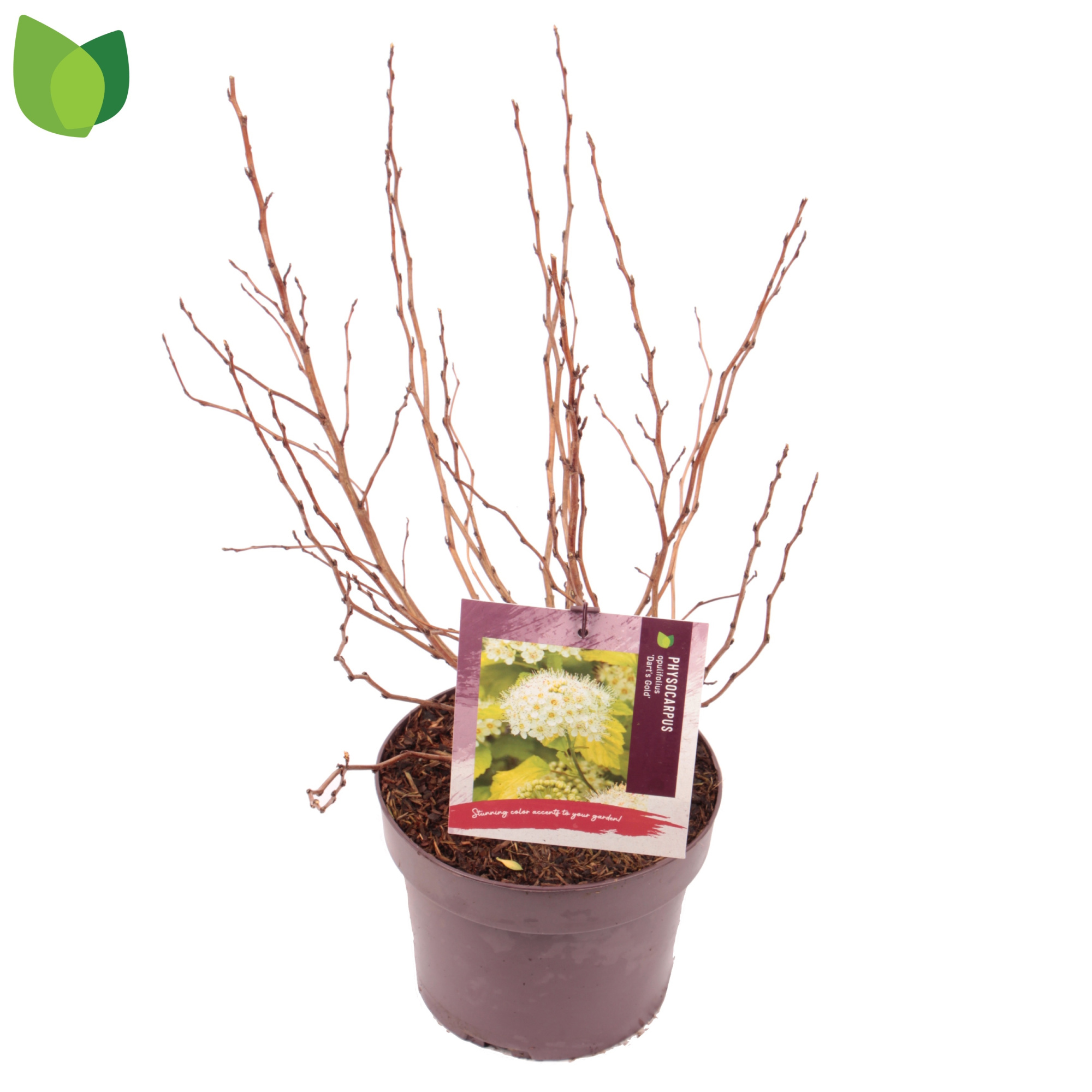 Physocarpus opulifolius 'Dart's Gold' C3/P19, D 19