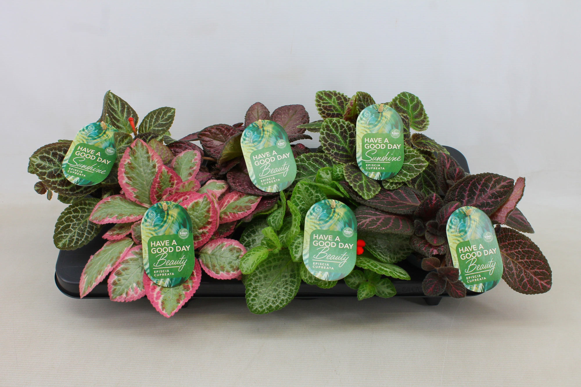 Episcia cupreata gemengd 12cm, D 12 cm