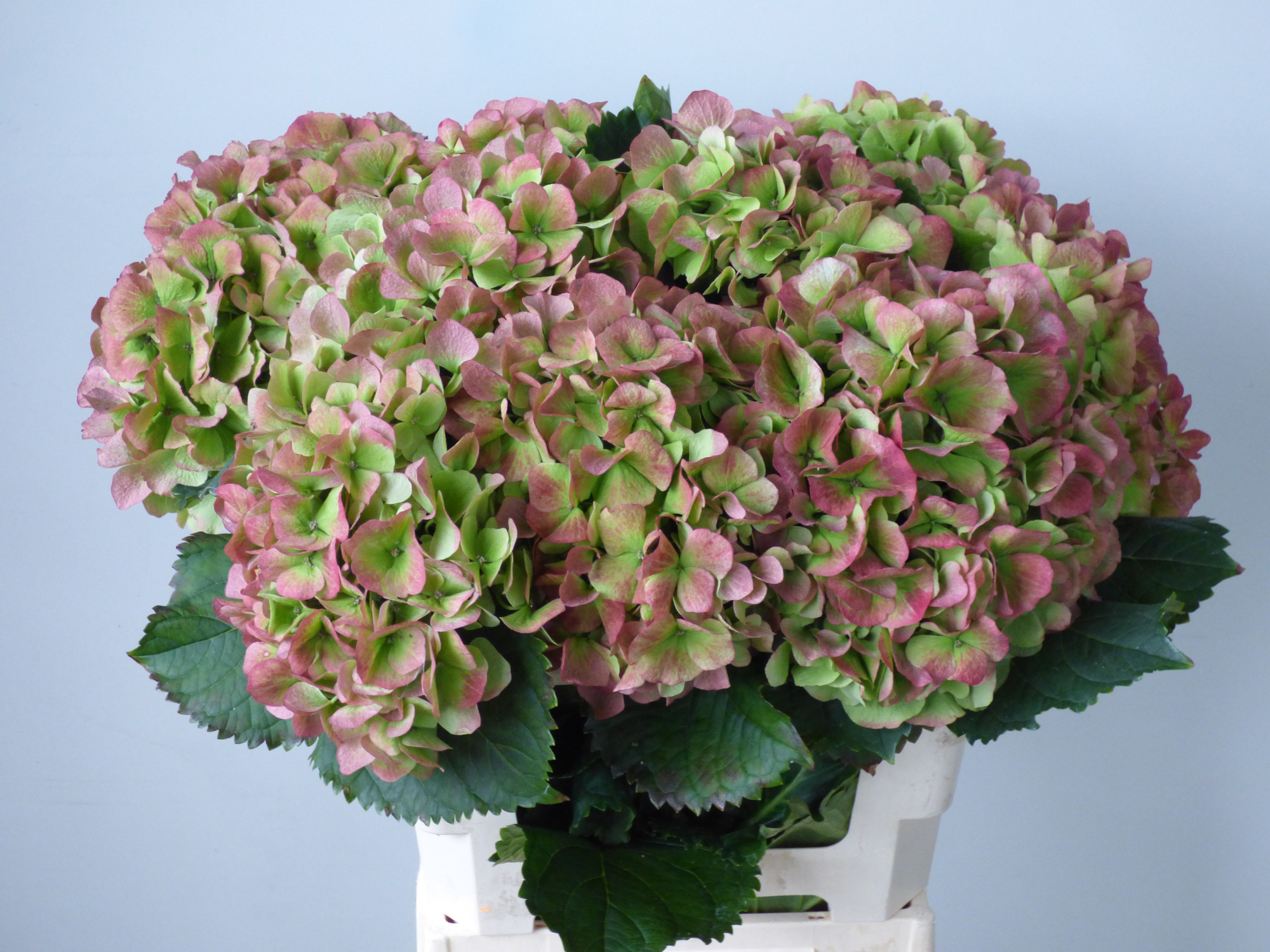 Гортензия Верена Классик 60, шт.