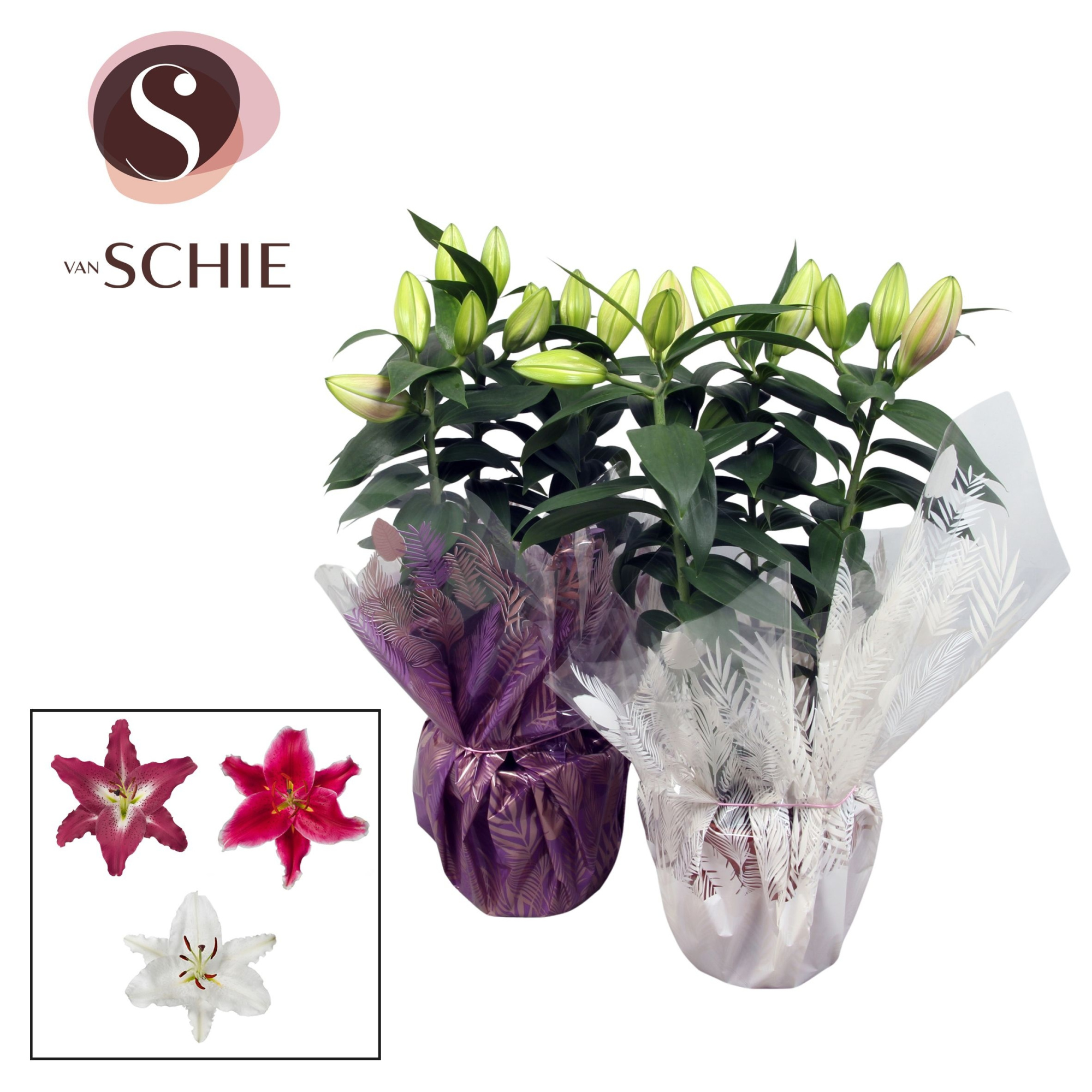 Oriental Mix p17 Rondella LEAFS, D 17 cm