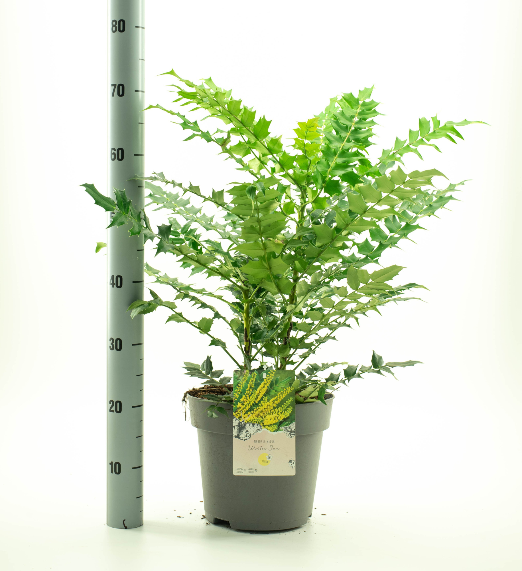 Mahonia med. 'Wintersun', D 26 cm