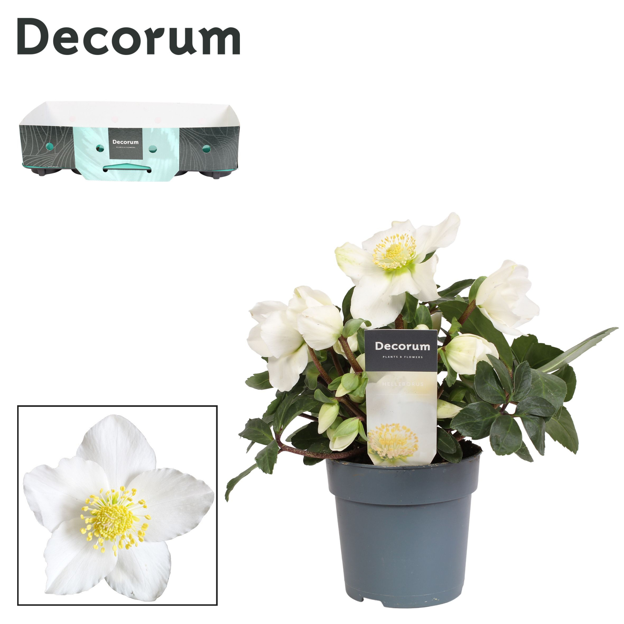 Helleborus n. Christmas Carol 12cm Decorum (L) met kraag, D 12 cm