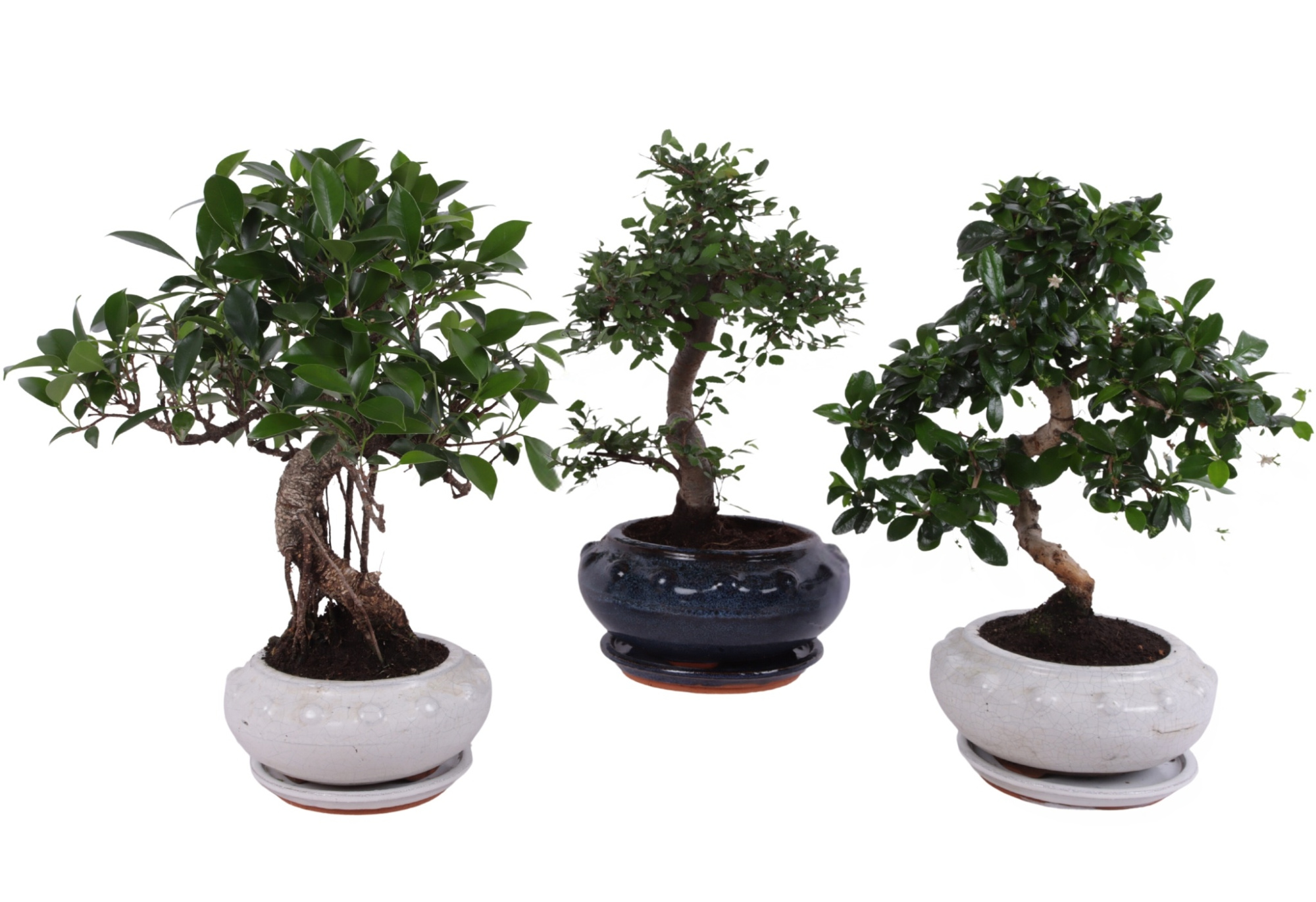 Bonsai Mixed in ø19cm Round Ceramic S-Shape with Saucer, D 19 cm