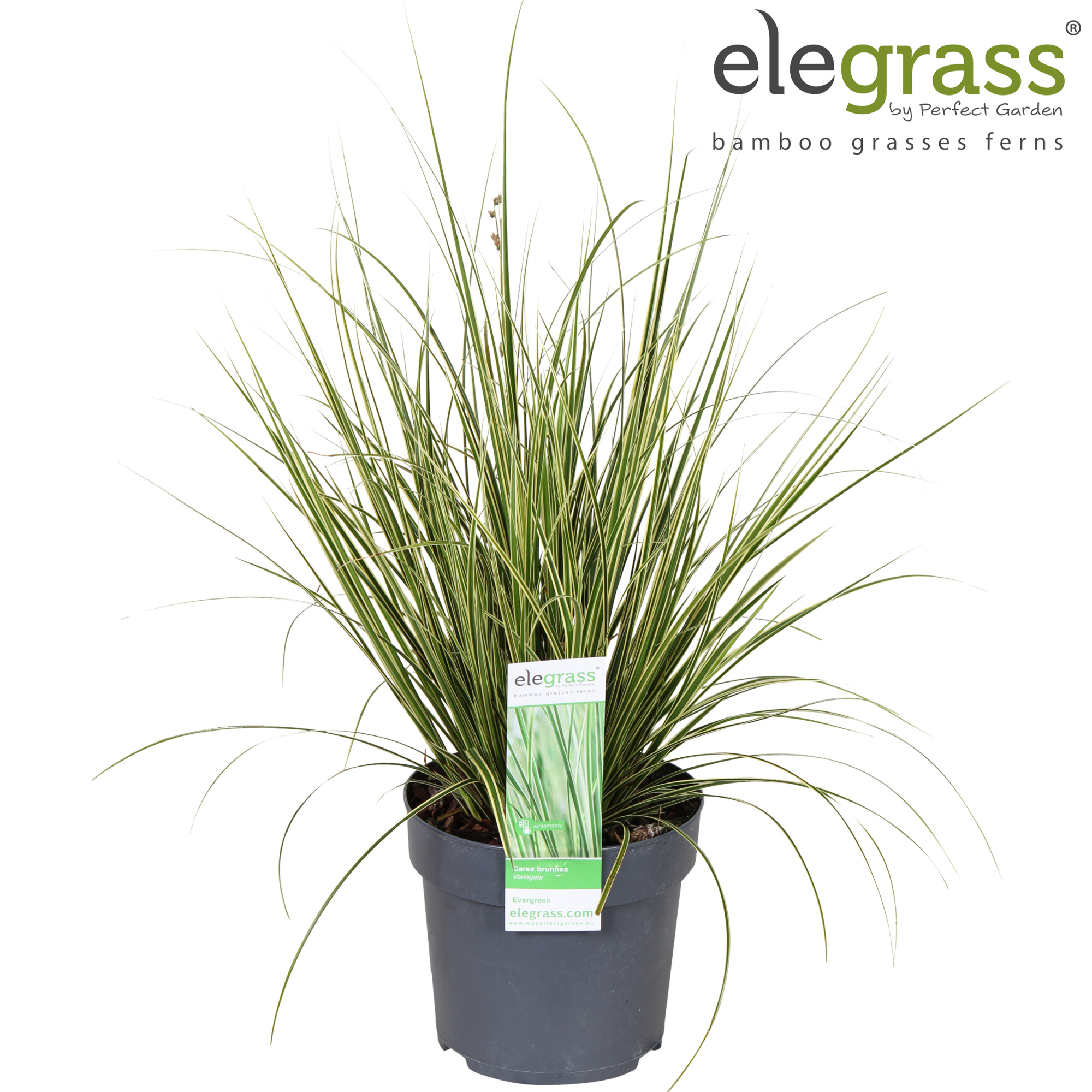 Carex brunnea Variegata P14, D 14