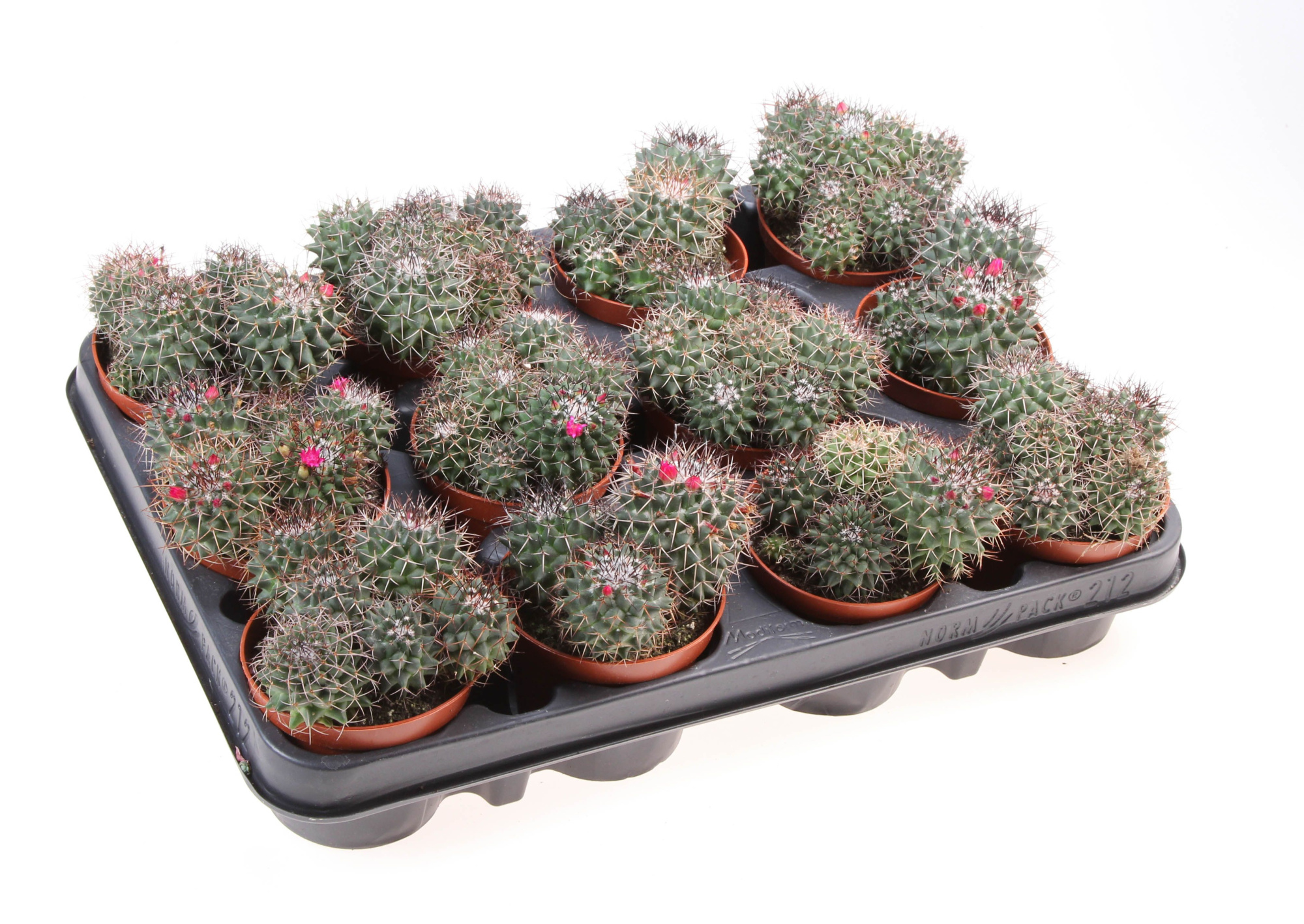 Mammillaria hildagensis, D 8,5 cm