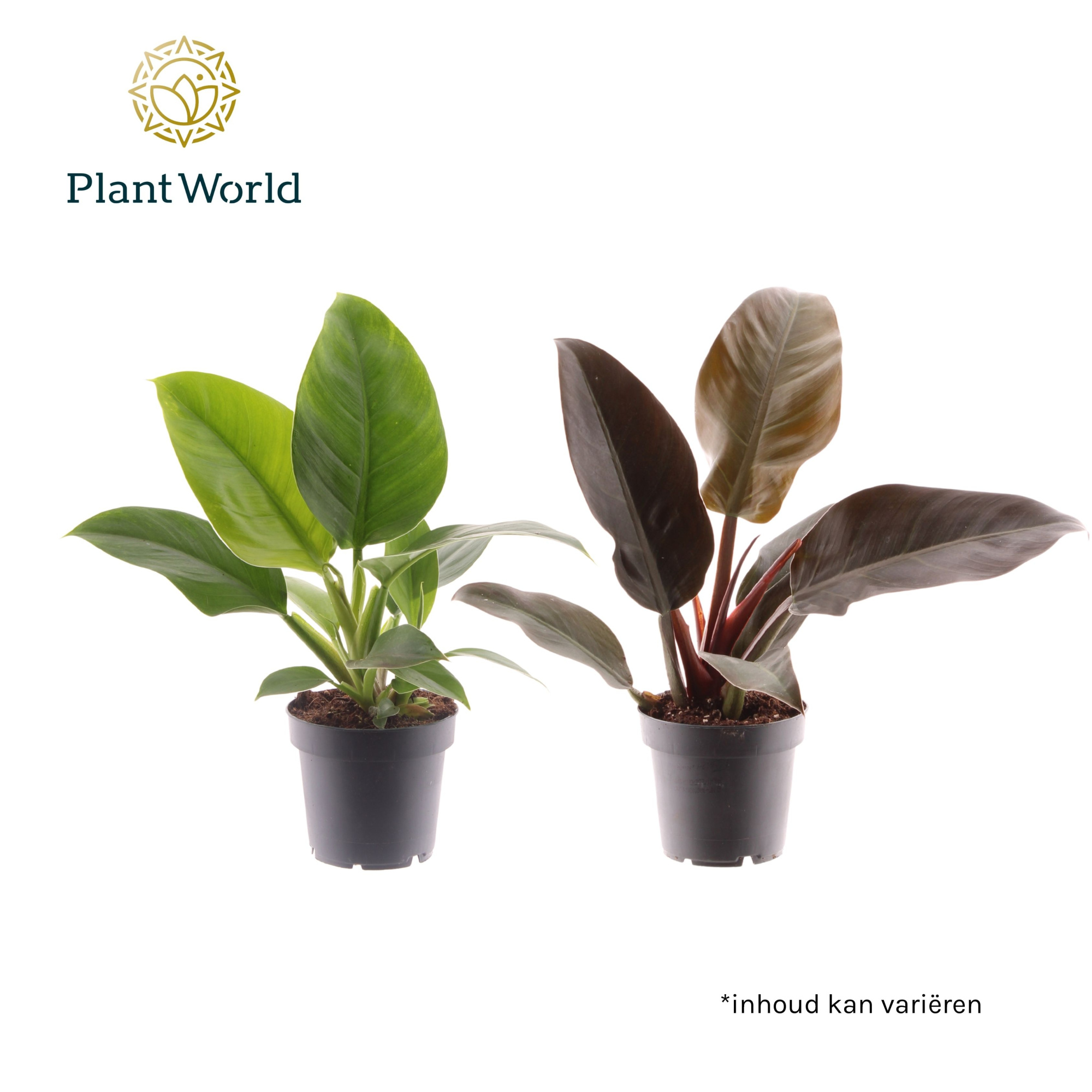 Philodendron mix Imperial Green & Red, D 14 cm