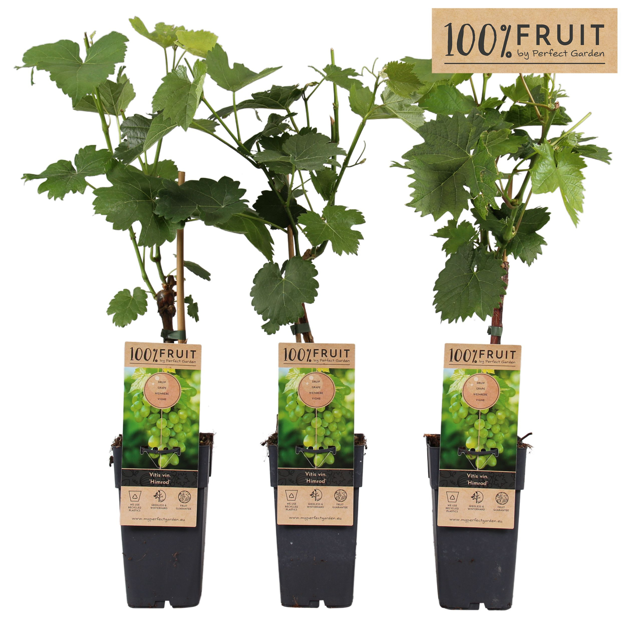 Vitis Himrod (pitloos) P15, D 15 cm