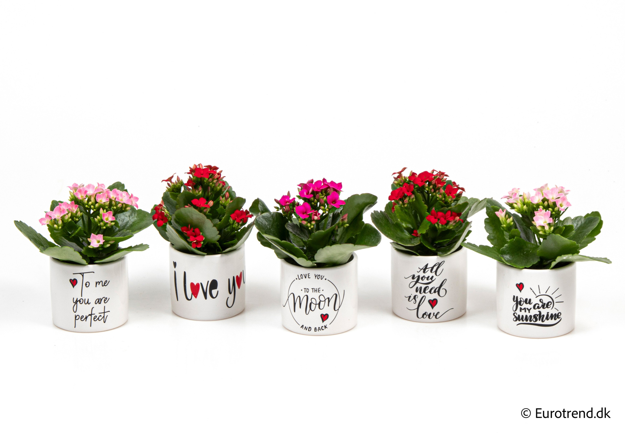 Kalanchoe in Valentine ceramic 2026, D 6