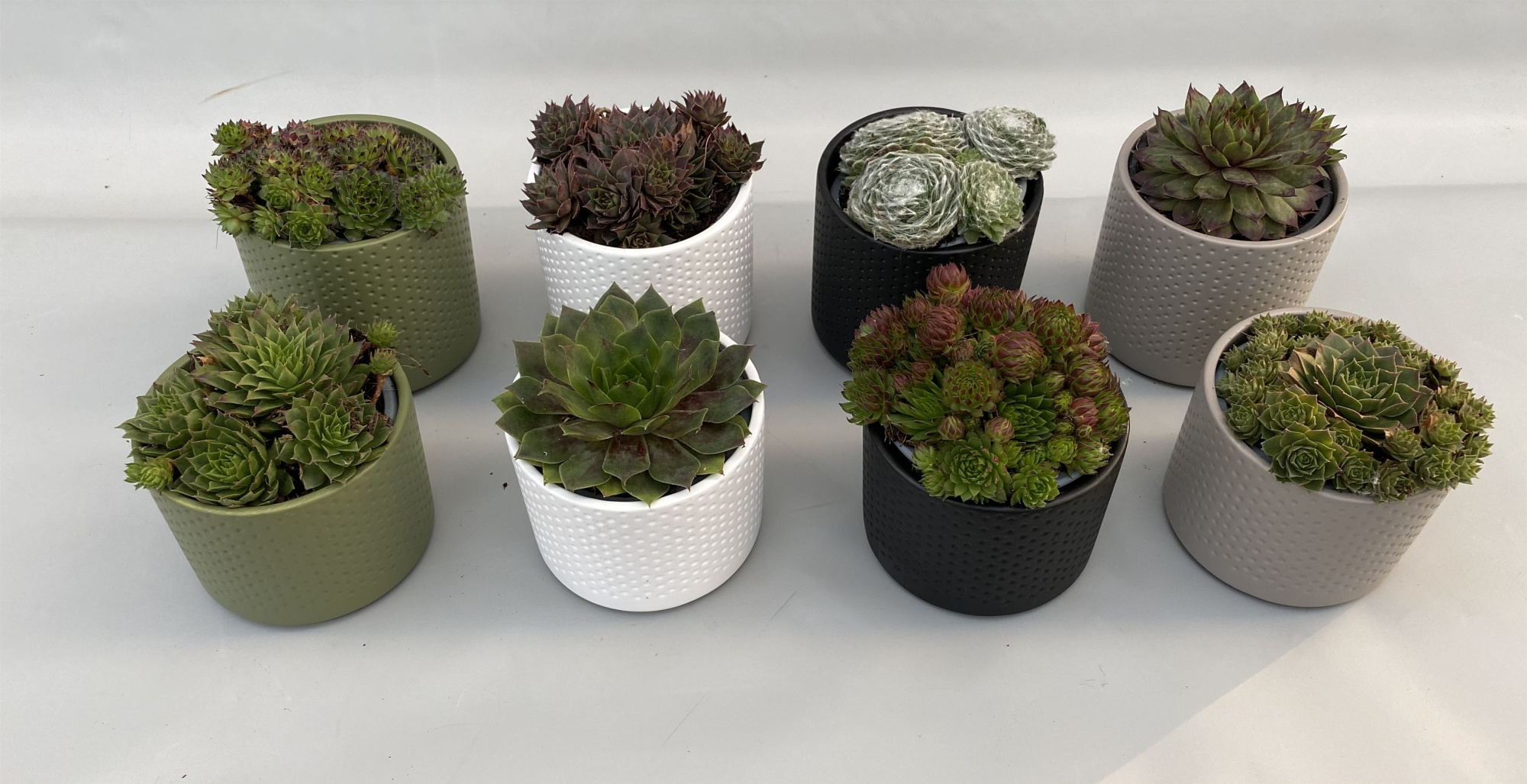 Sempervivum 9cm in Dakota keramiek, D 10 cm