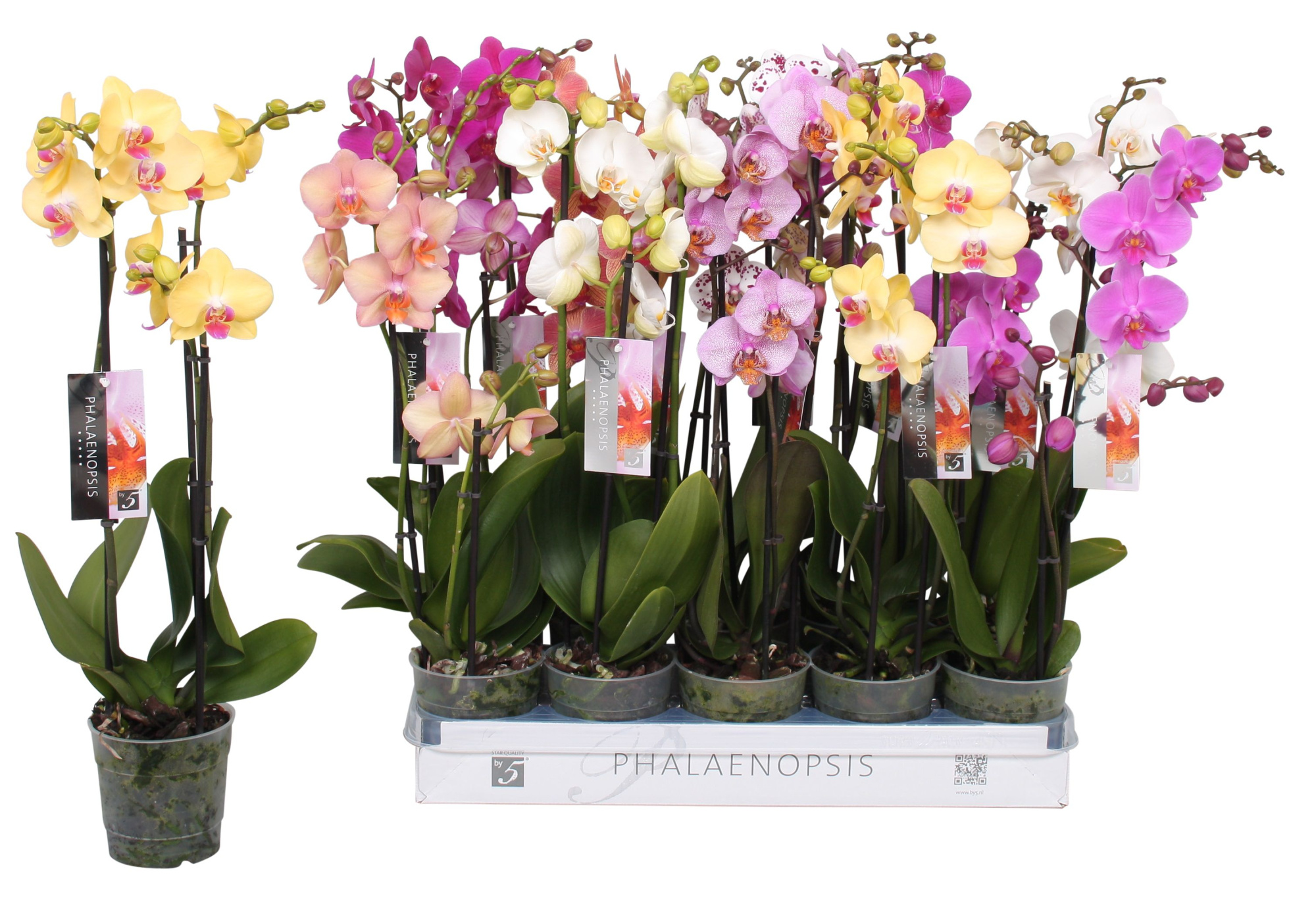 Phalaenopsis 6 color mix, 2,5-spike 18+, D 12 cm
