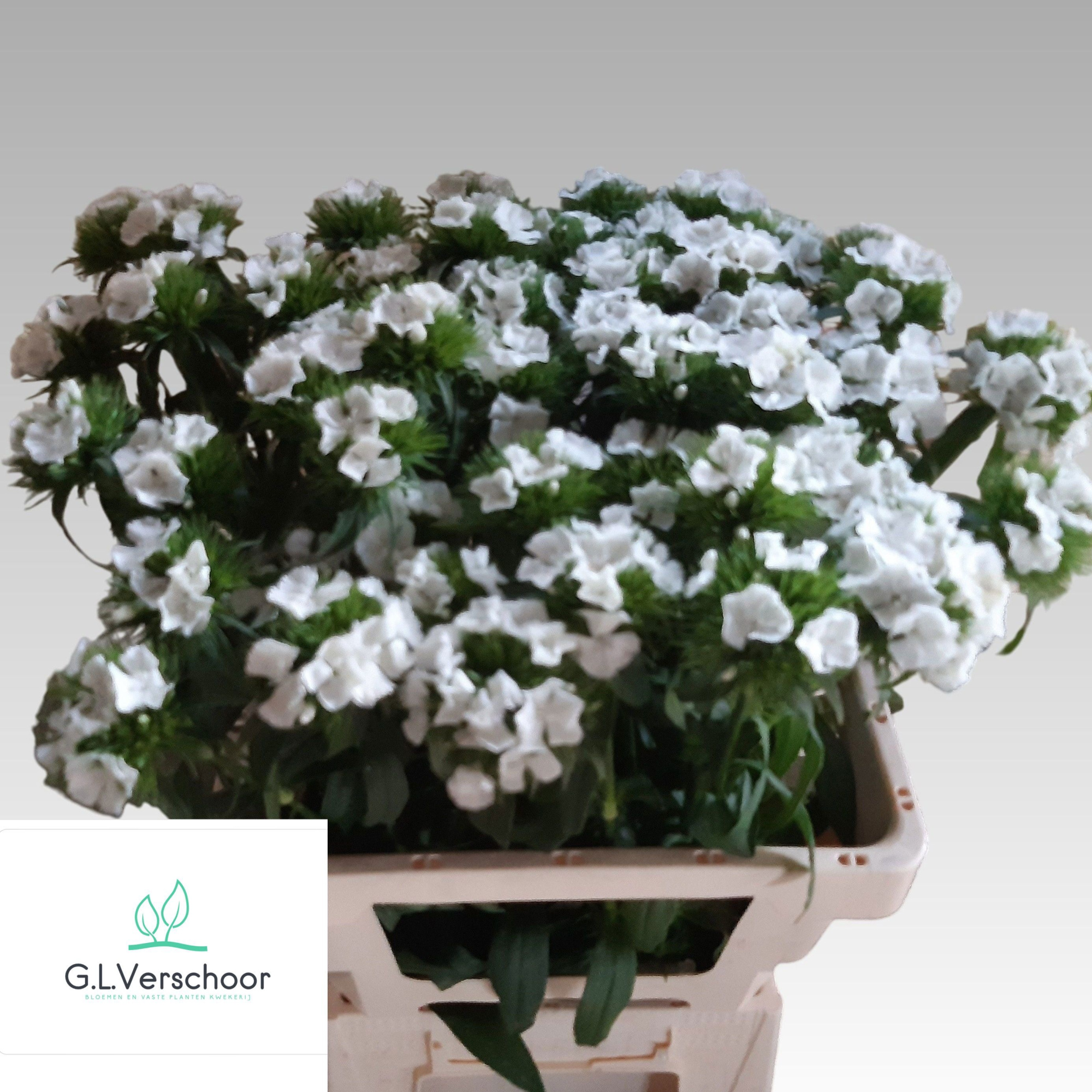 Диантус Барбатус Свит Вилл Вайт 60, шт.