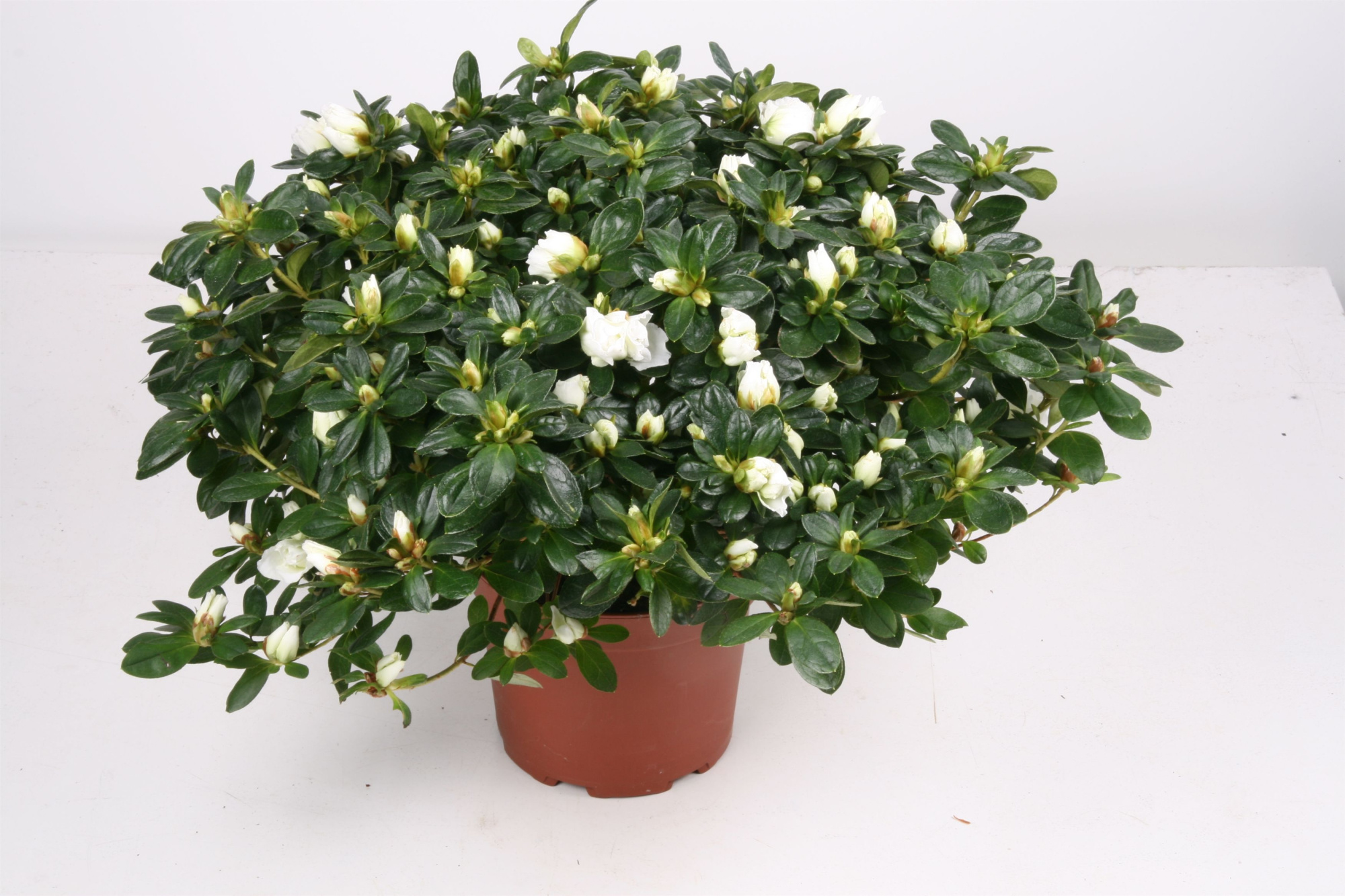 012 RD : P17 Azalea Hellmut Vogel mix kleuren, D 17 cm