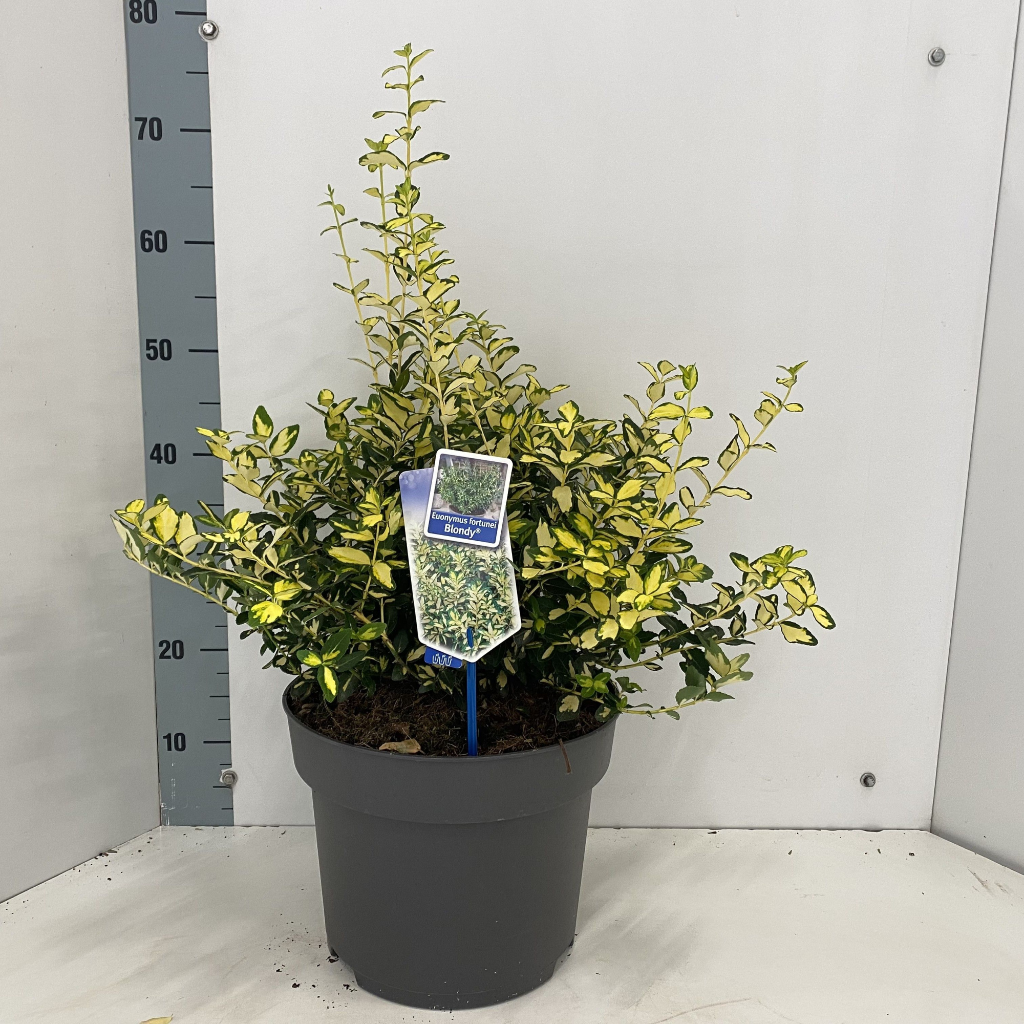 Euonymus fort. 'Blondy'®, D 29 cm