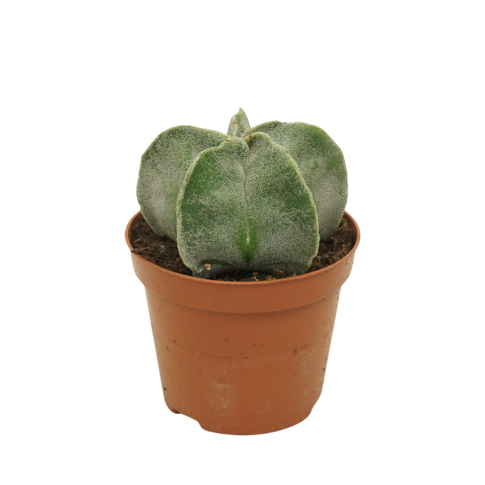 Astrophytum myriostigma 8,5 cm, D 8,5 cm