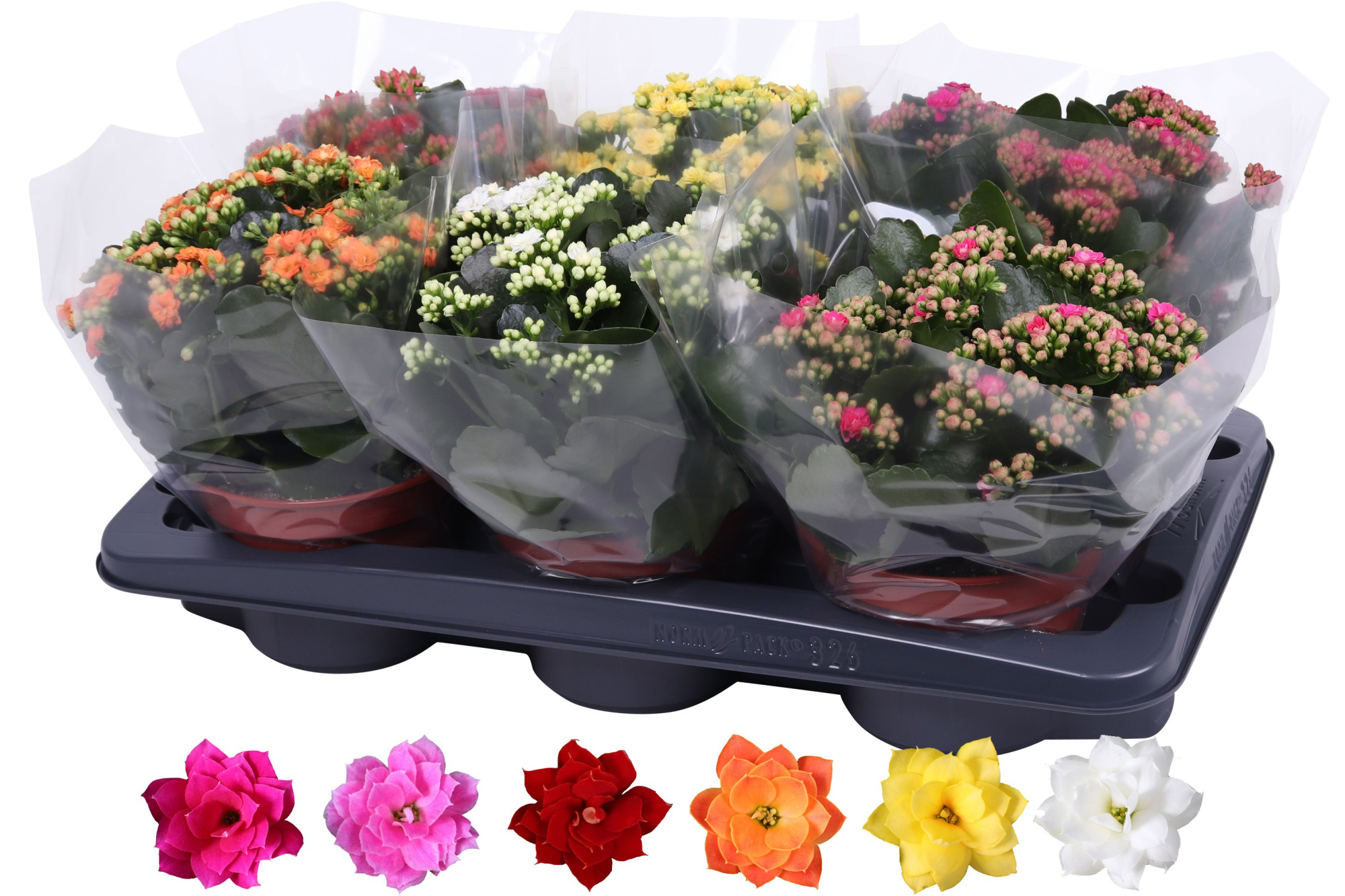 Kalanchoe Rosalina 15cm mix, blanco hoes, D 15 cm