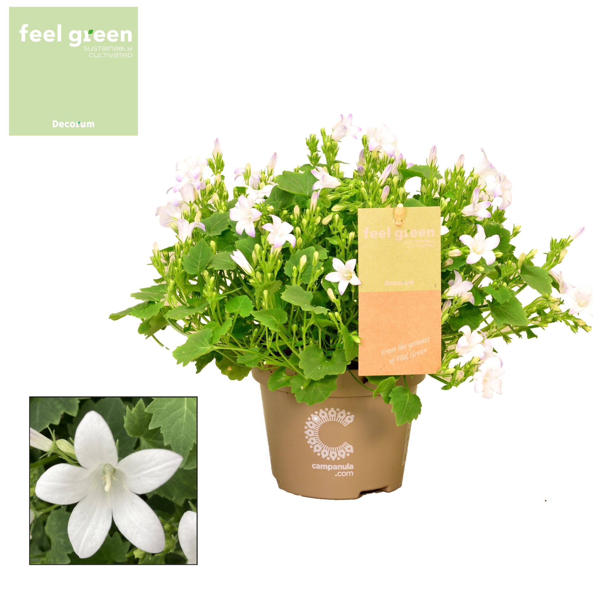Campanula Porto White FEEL GREEN, D 11